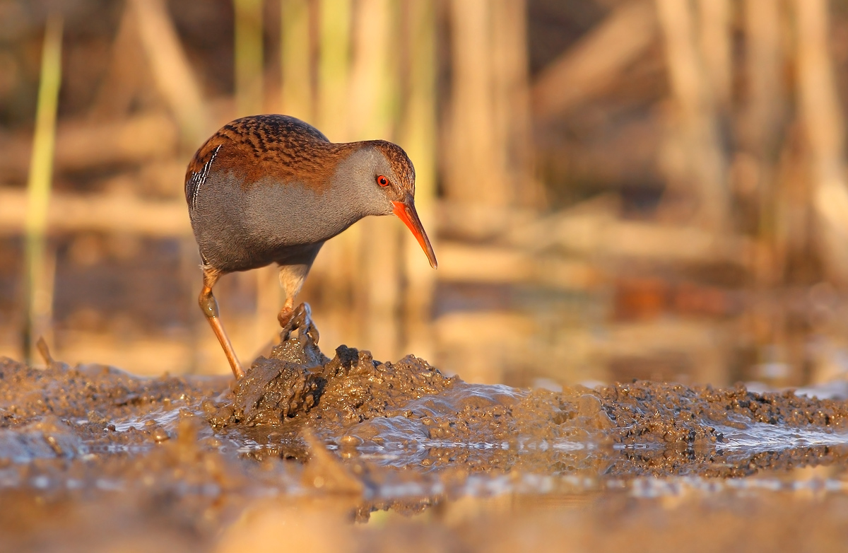 Water Rail