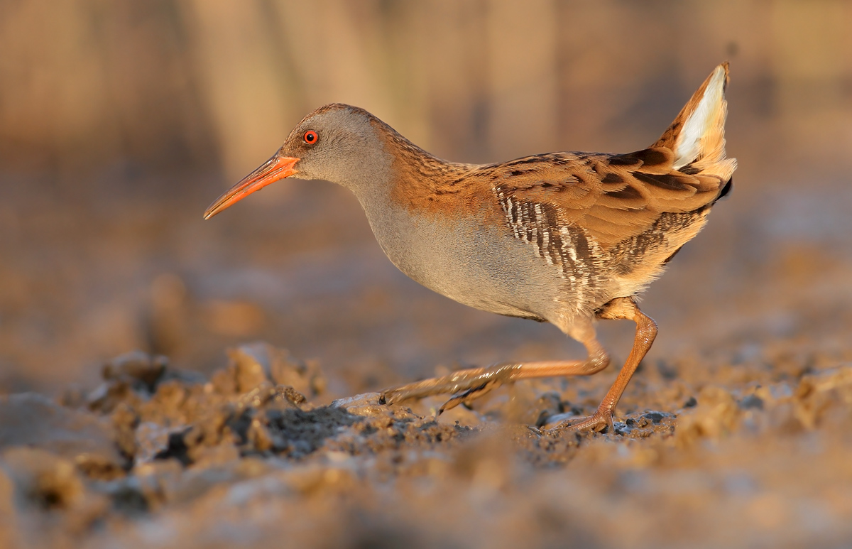 Water Rail