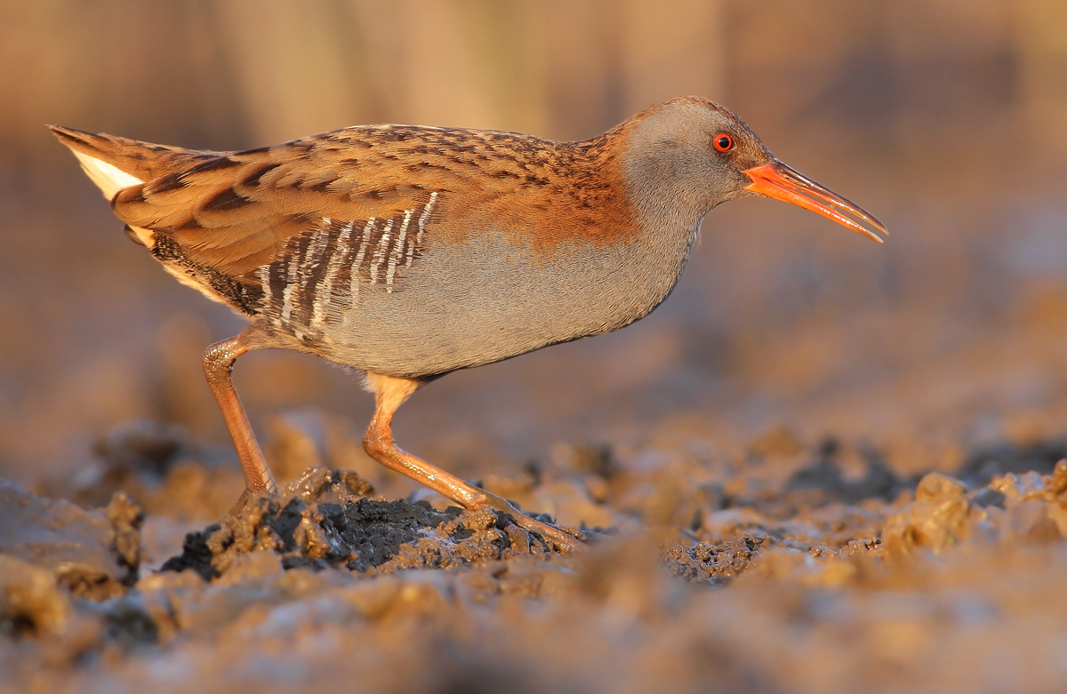 Water Rail