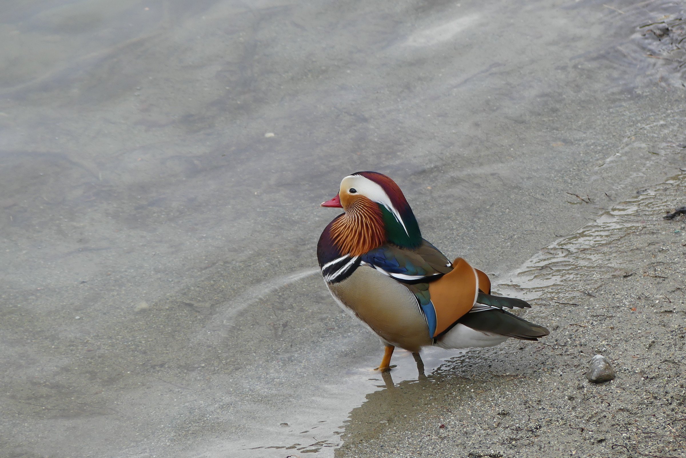Mandarin Duck (Japan - China).