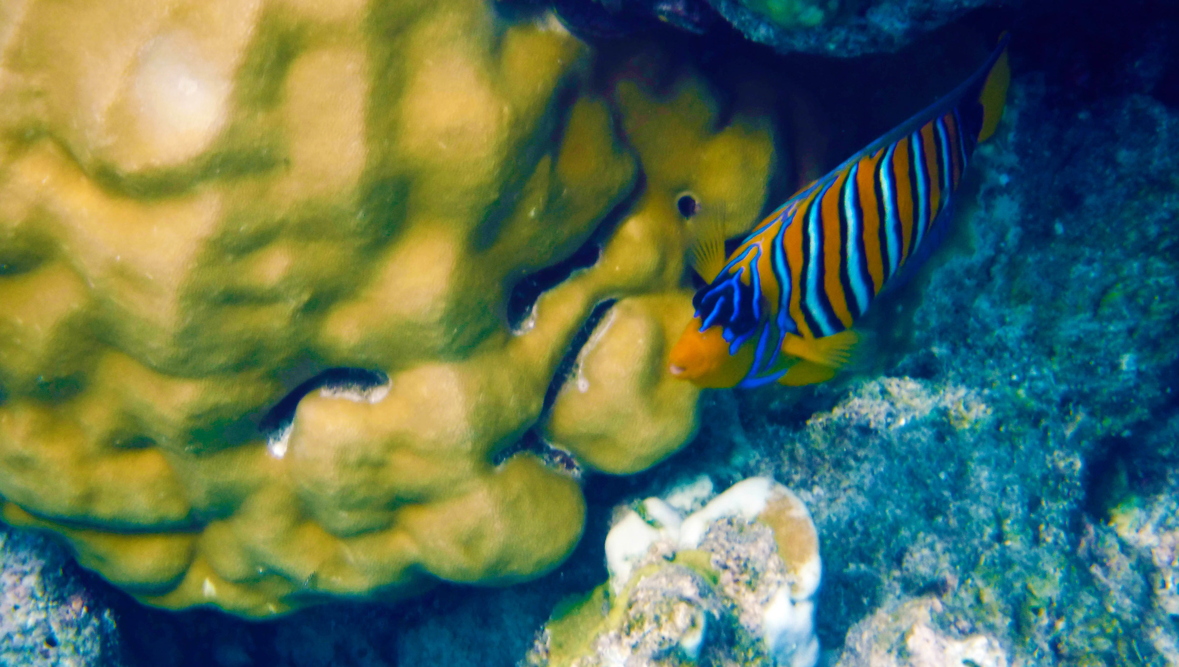 Pesce Balestra Striato