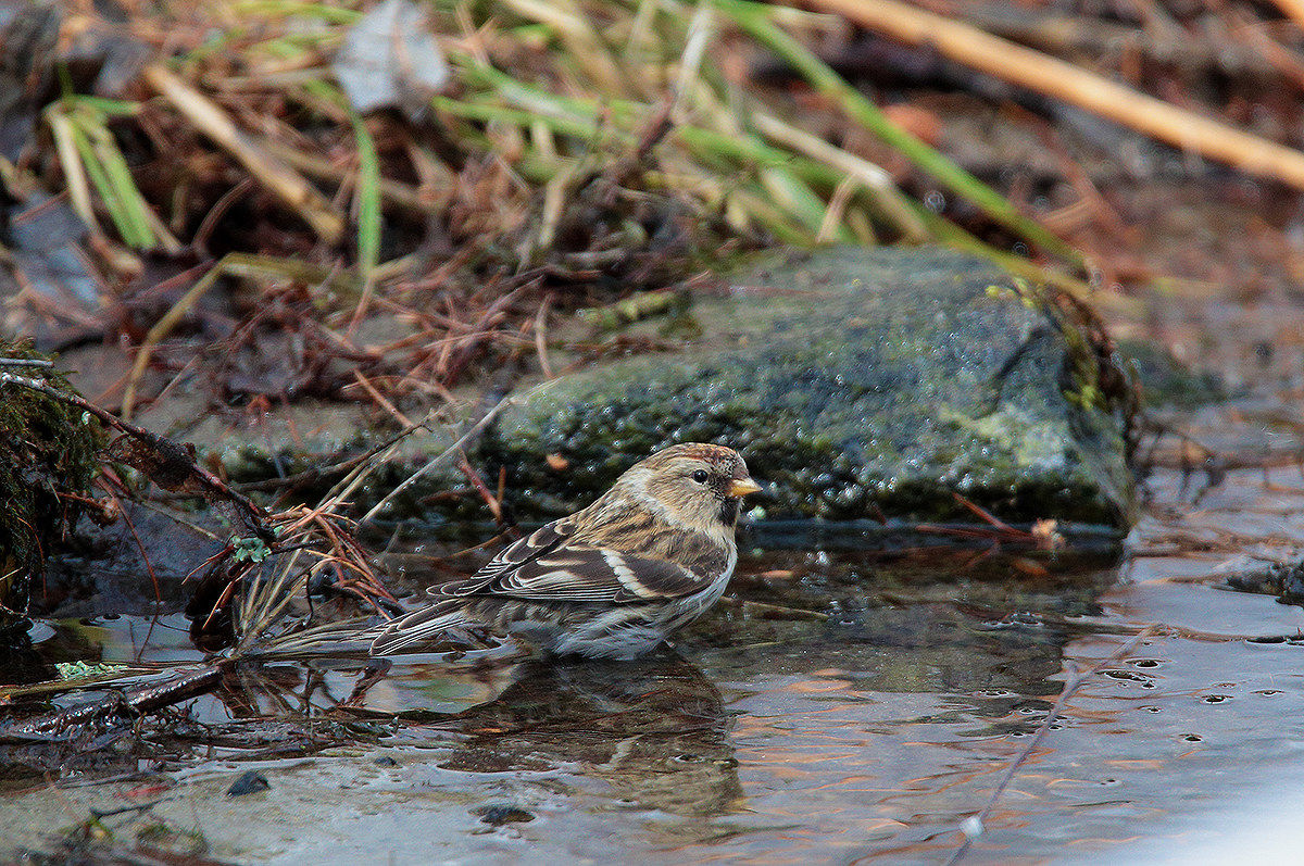 sissy organ to the bathroom