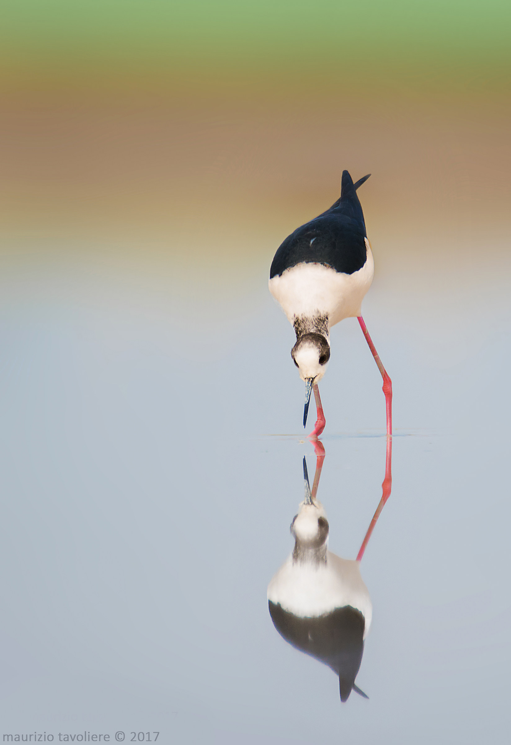 L'inchino del Templare ..