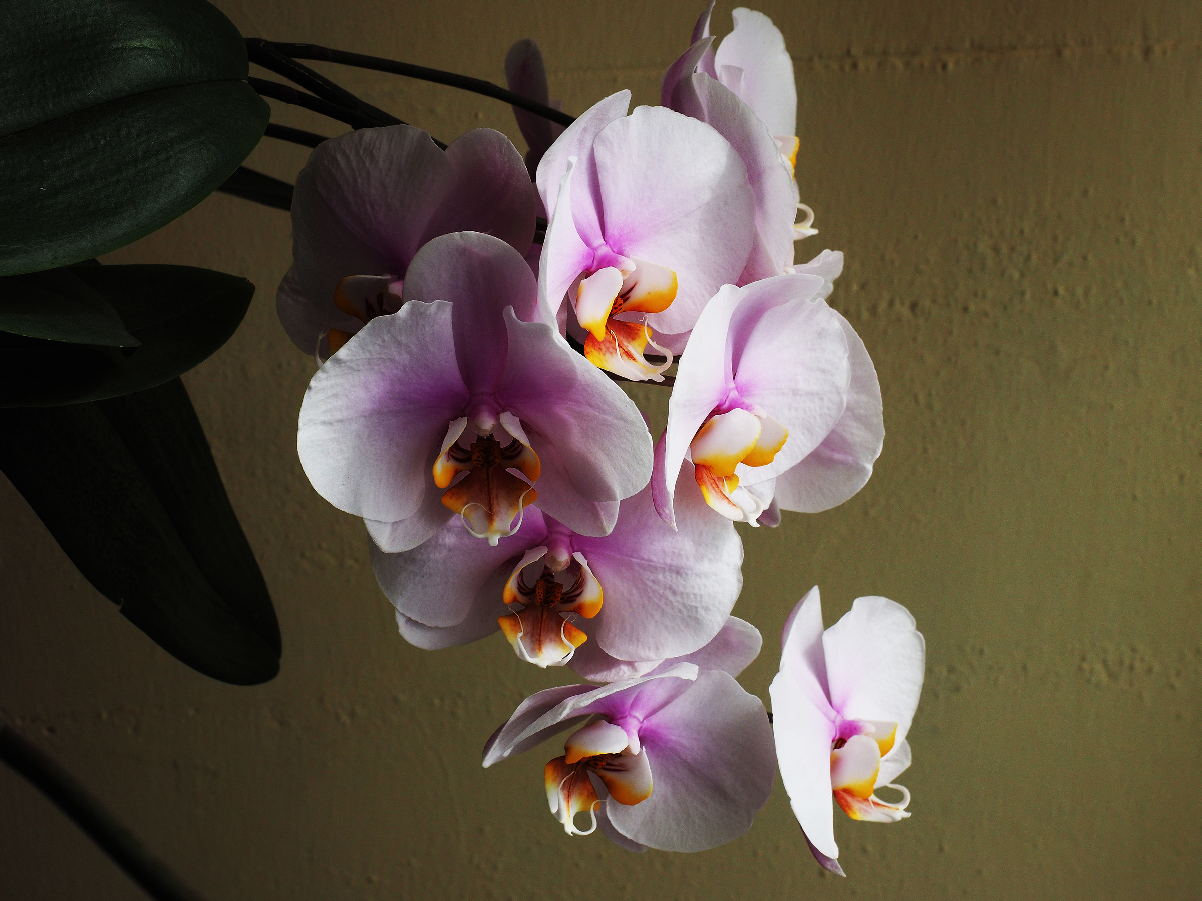 Phalaenopsis