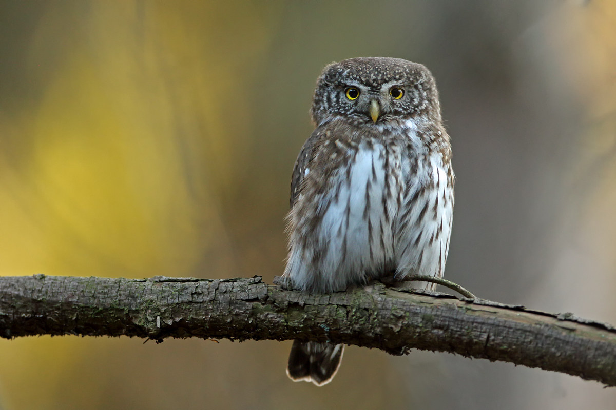 Rudolf - The pigmy owl