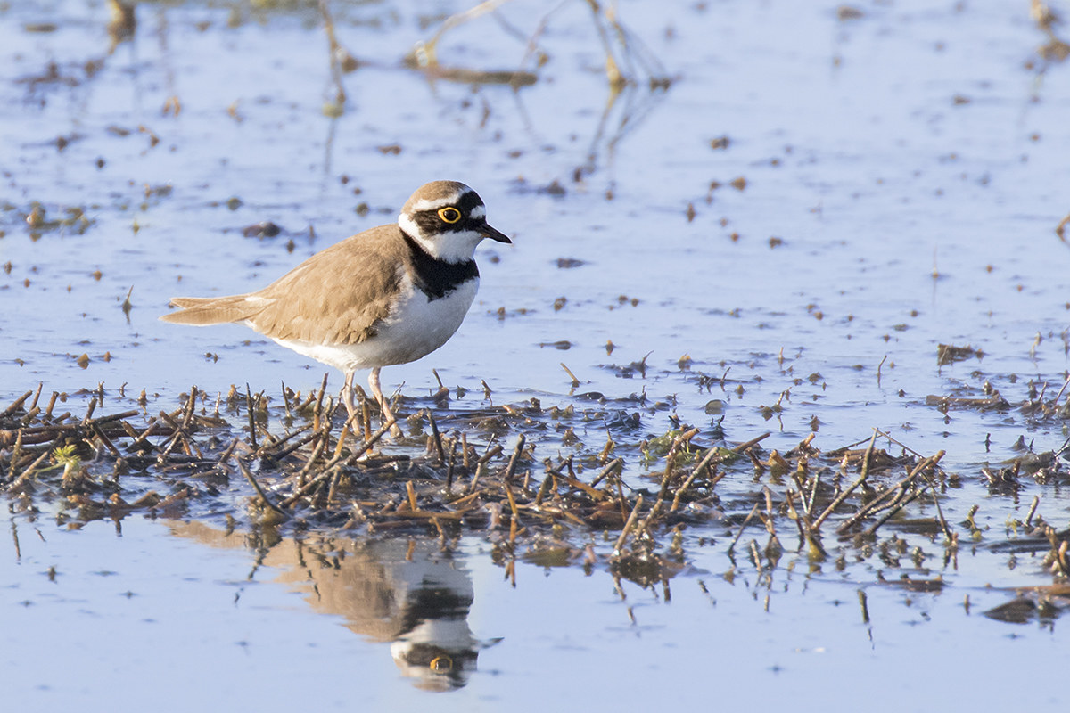 little Ringed Plover