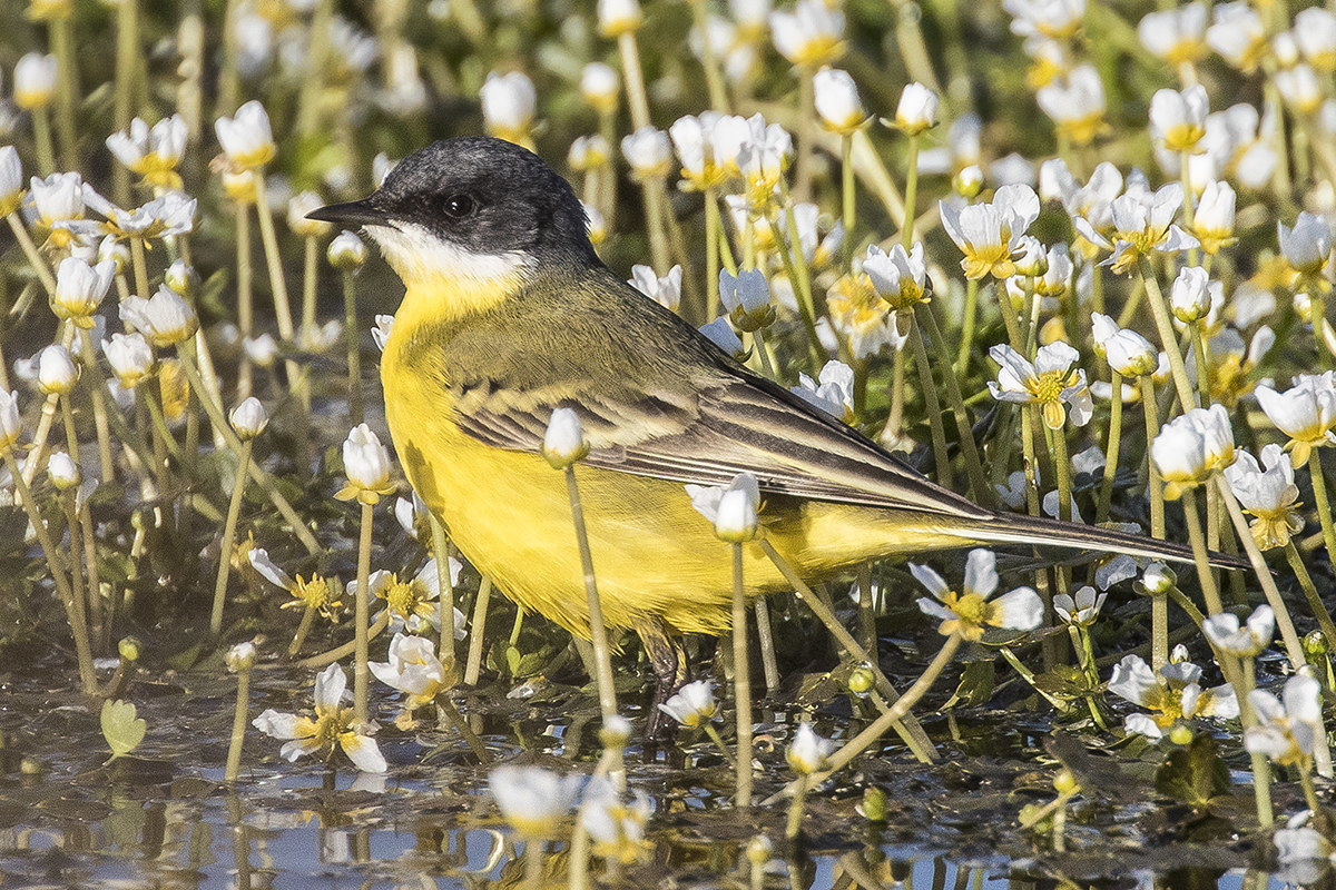 wagtail