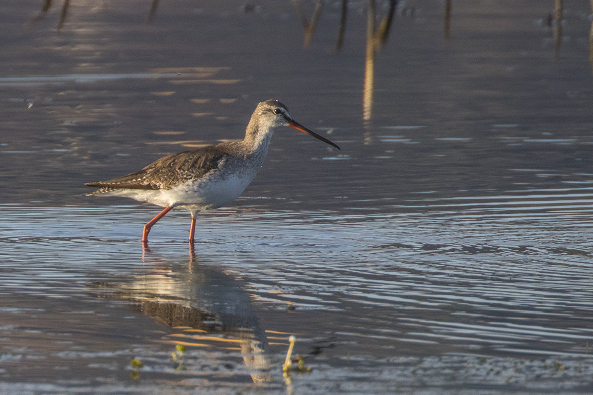 Spotted Redshank