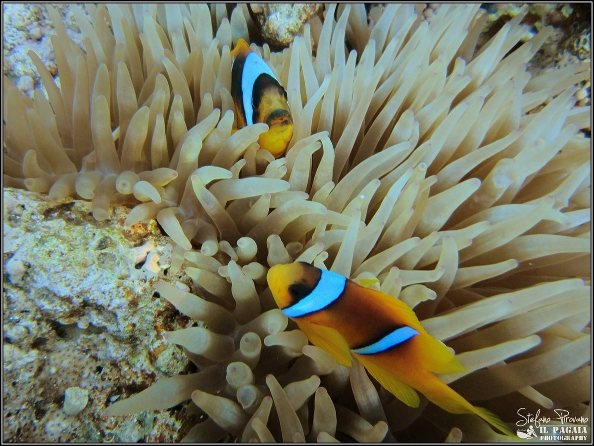 Clown Fish in the Red Sea