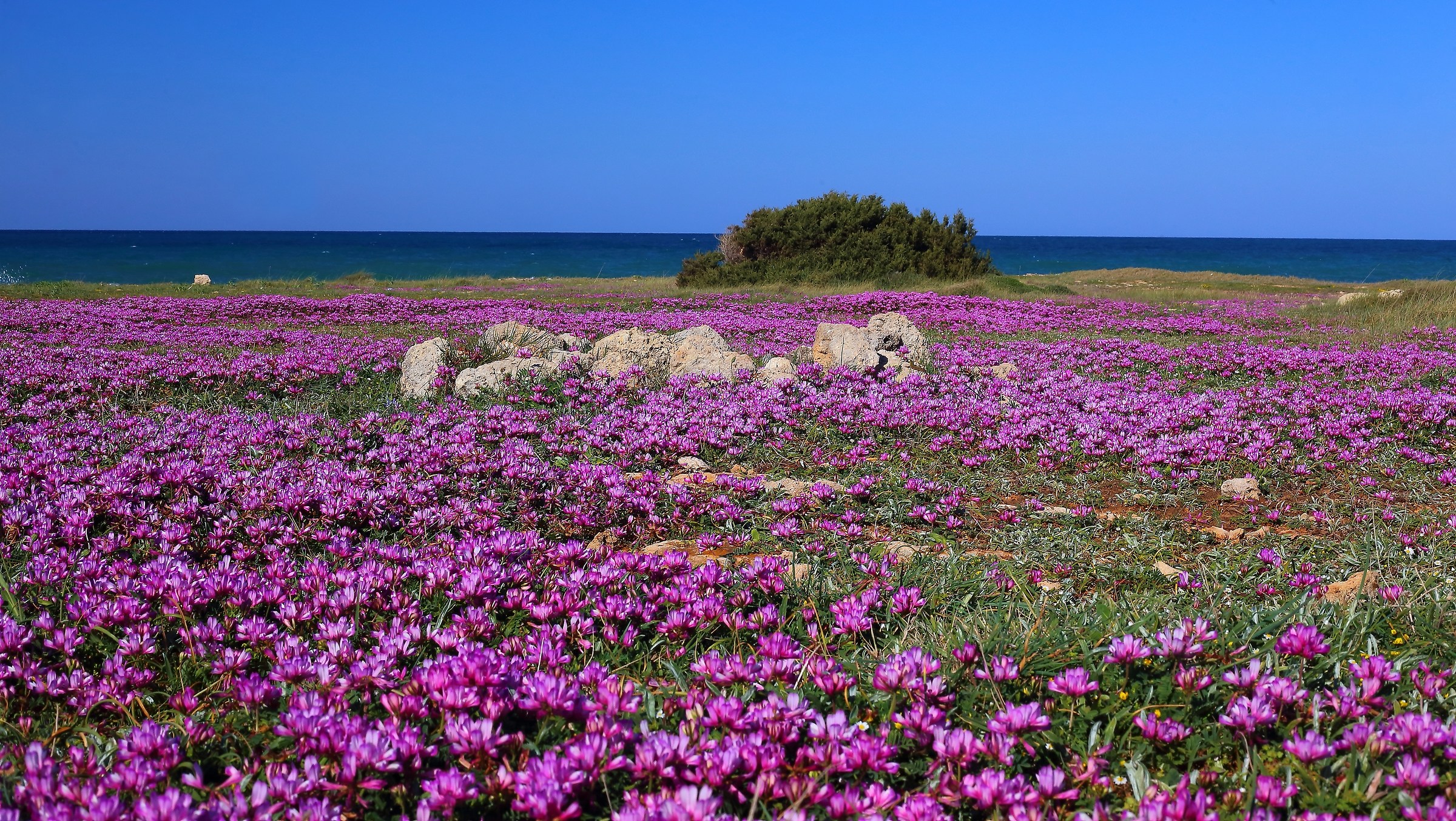 alfalfa in bloom