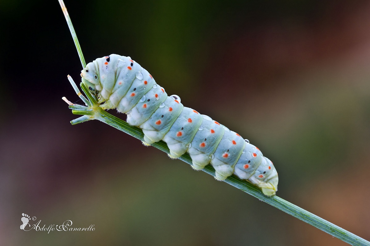 Il bruco del Re (Papilio Machaon)