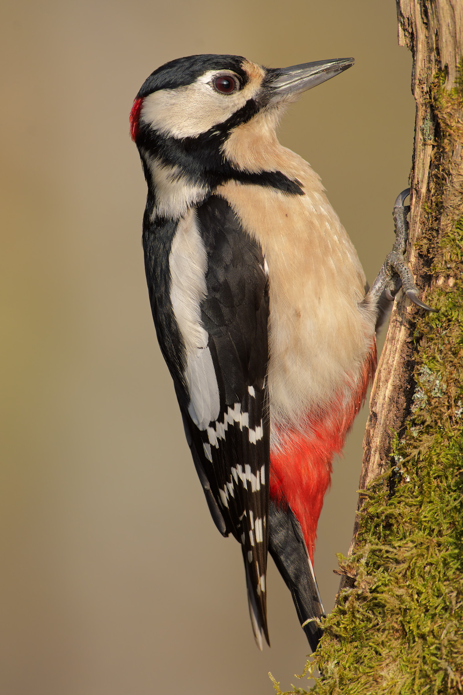 Great Spotted Woodpecker Male