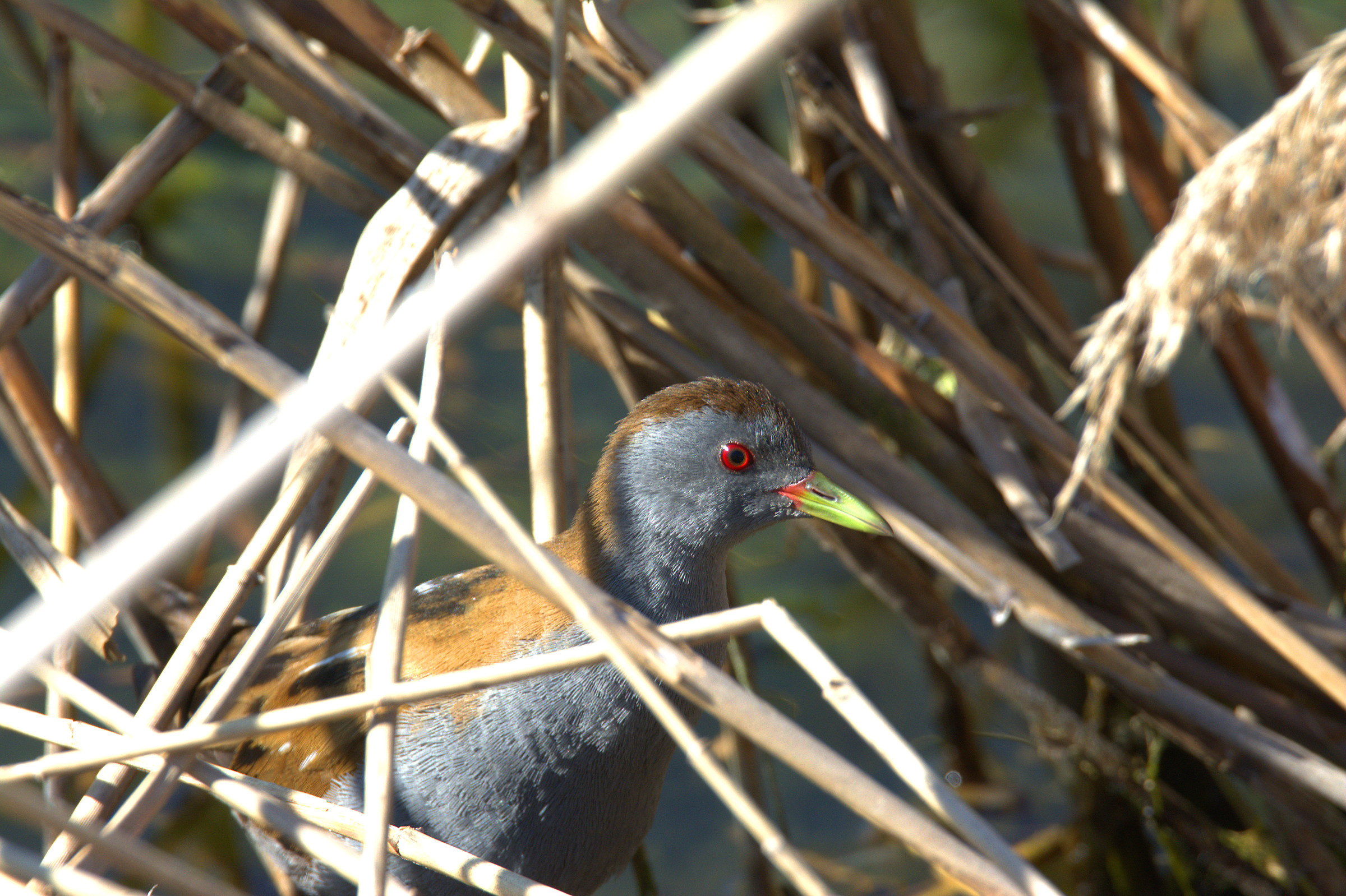 Crake male