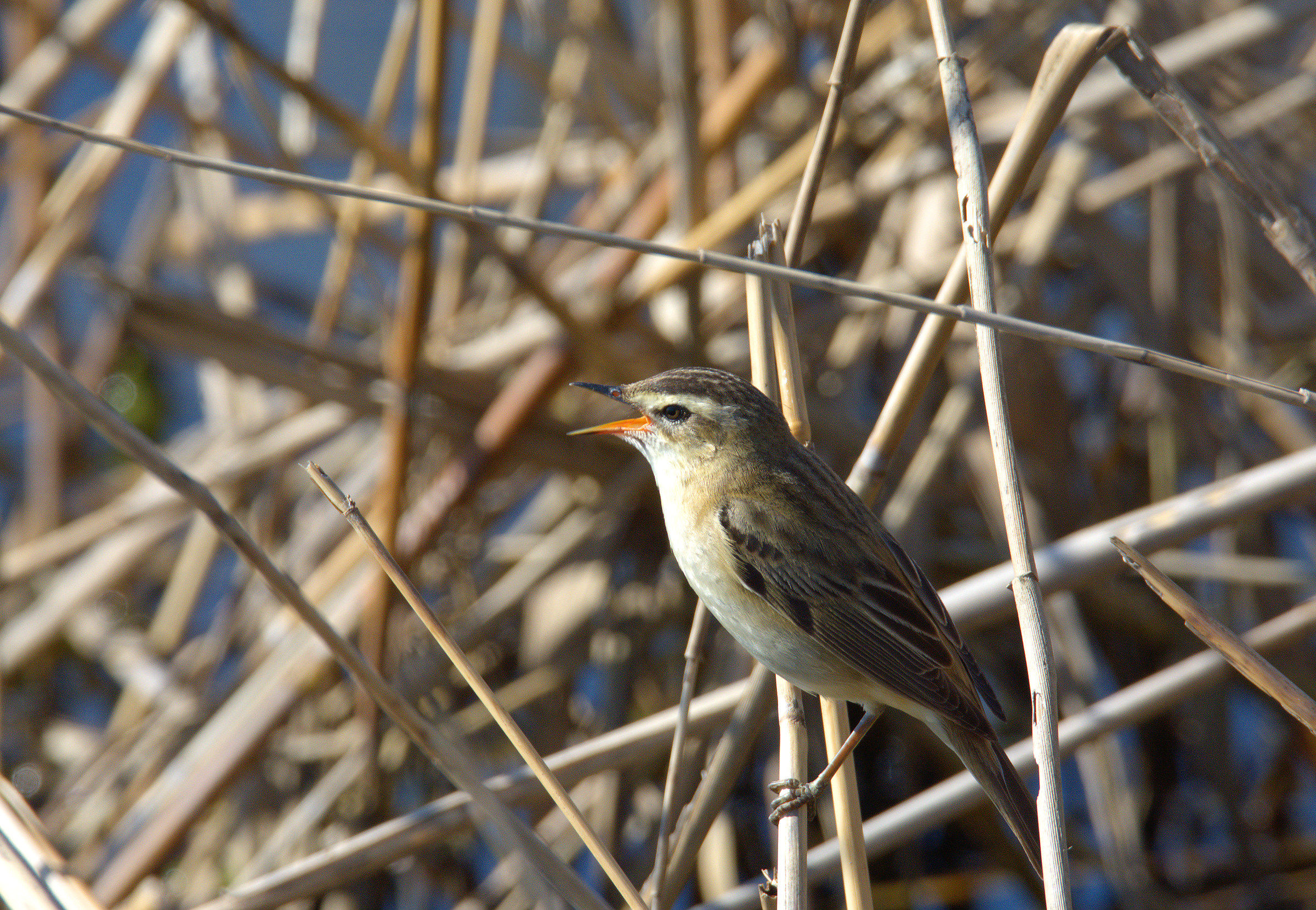 common Grasshopper Warbler