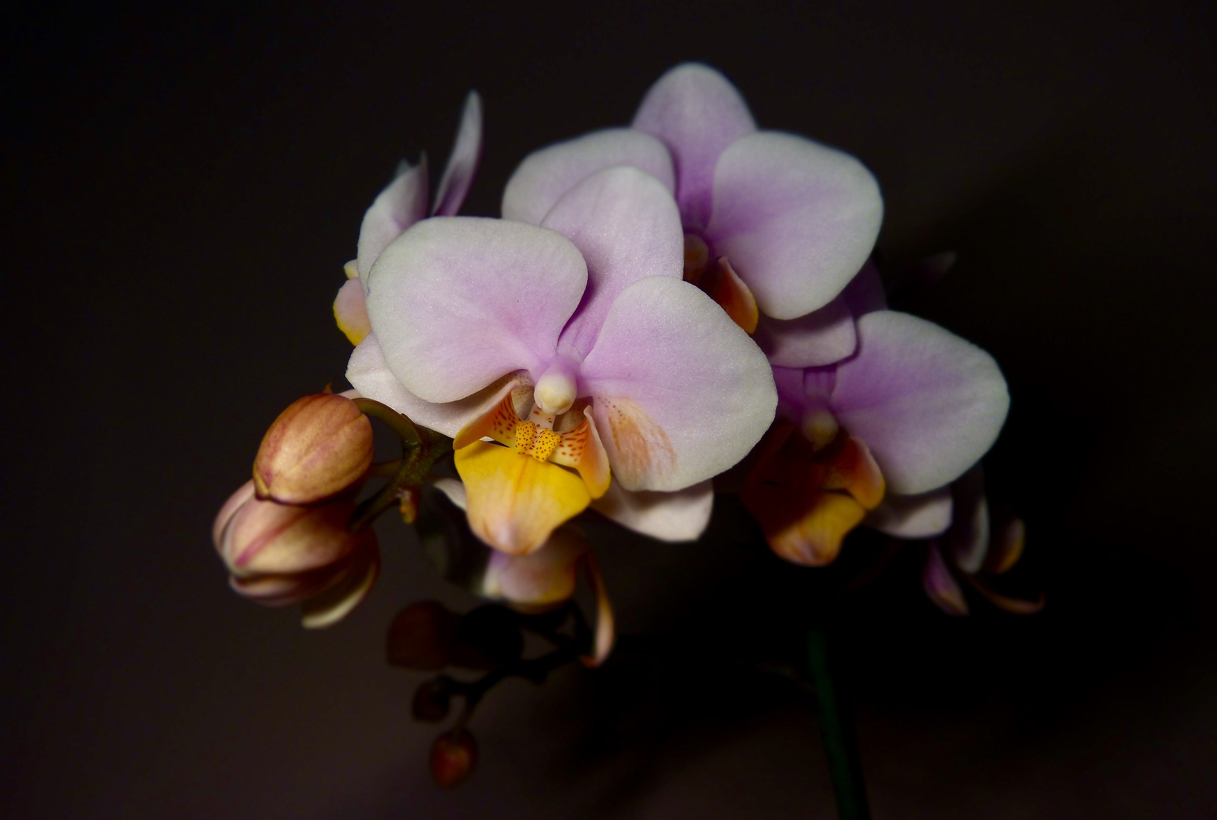 Phalaenopsis