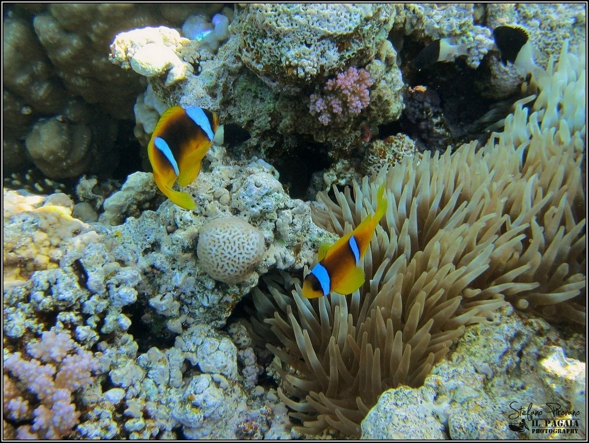 Clown fish ... round, round, round ...