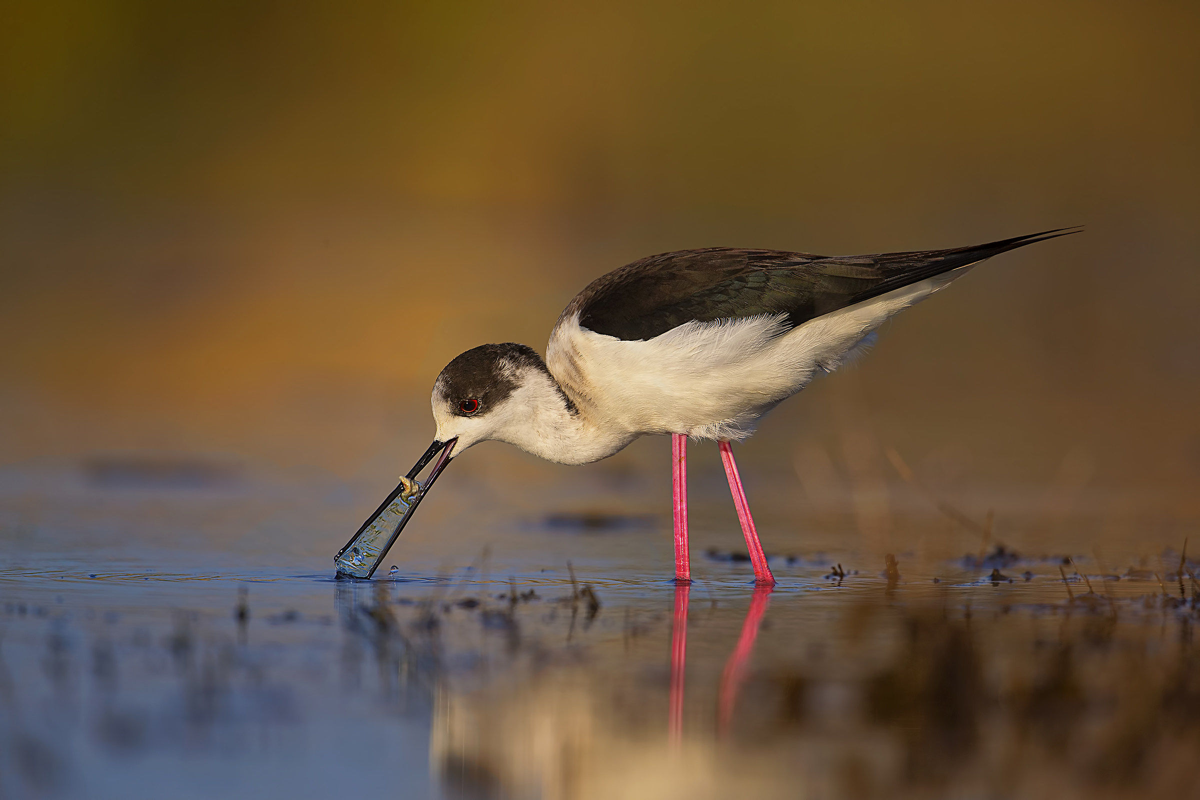 vecchio scatto Cavaliere