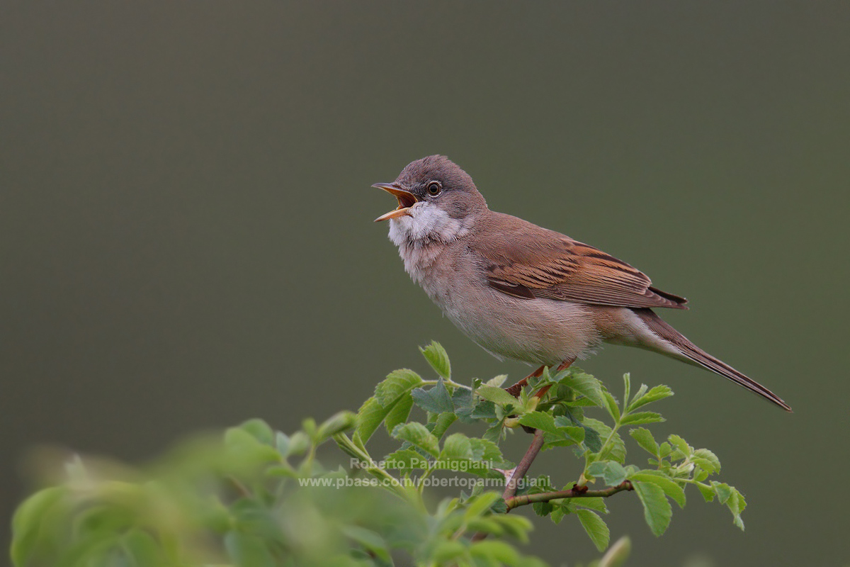 Canto di primavera (sterpazzola)
