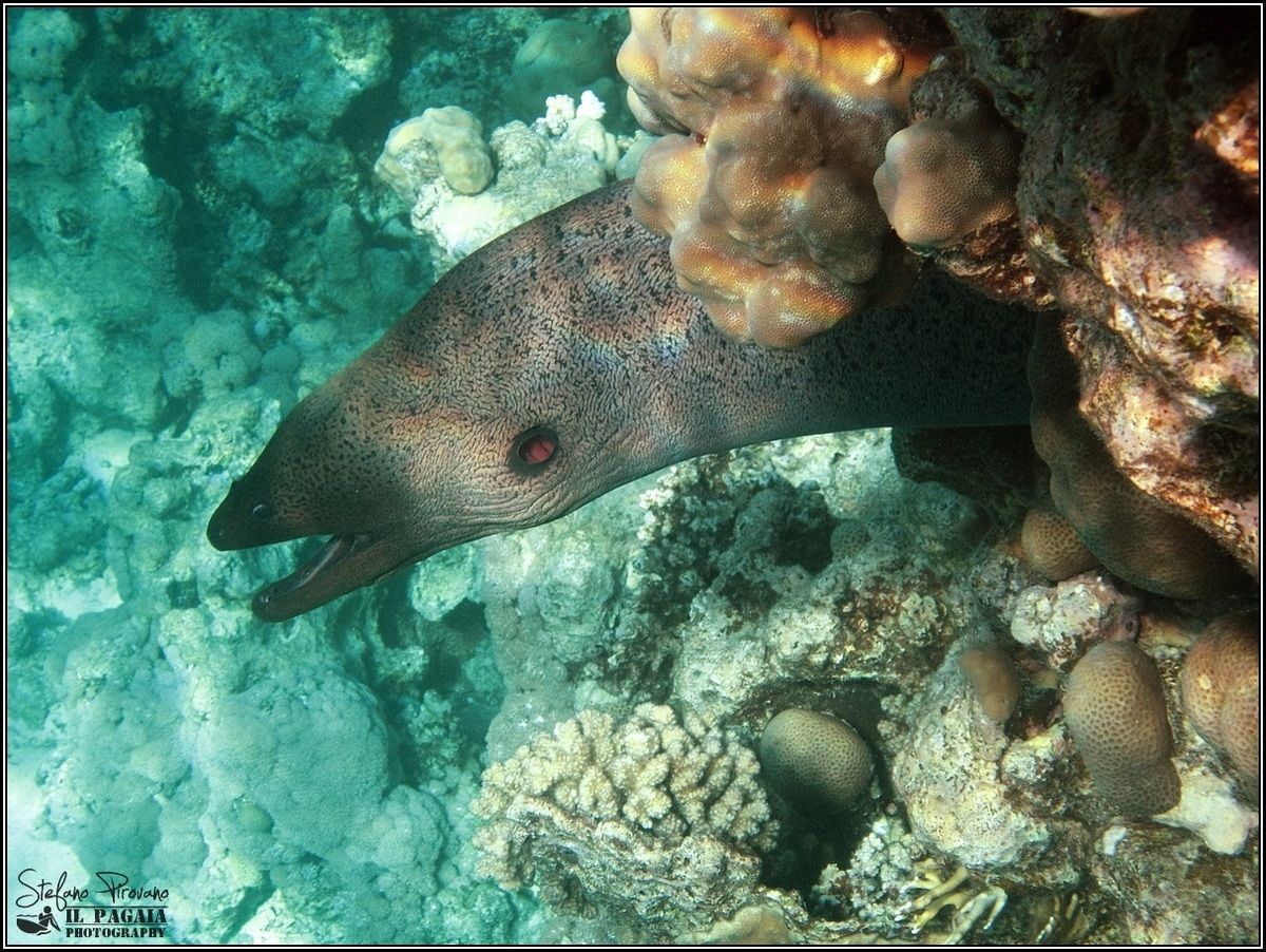 Moray eels in the Red Sea