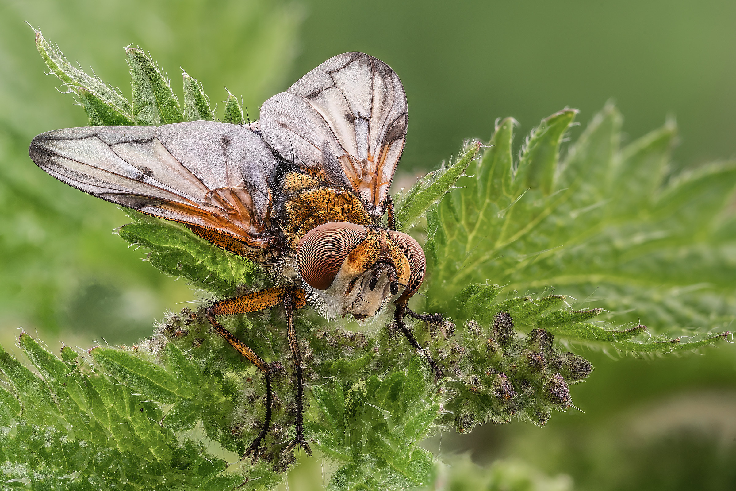 Ectophasia cf. crassipennis