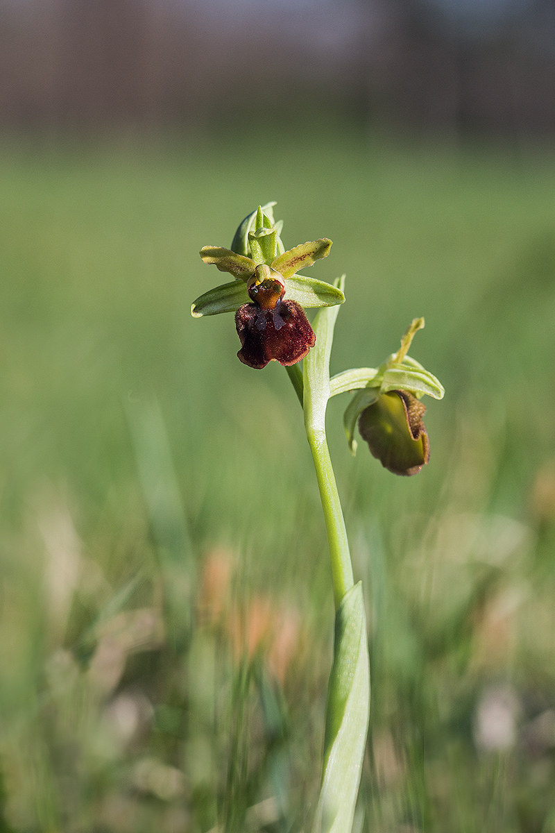 Ophrys sphegodes