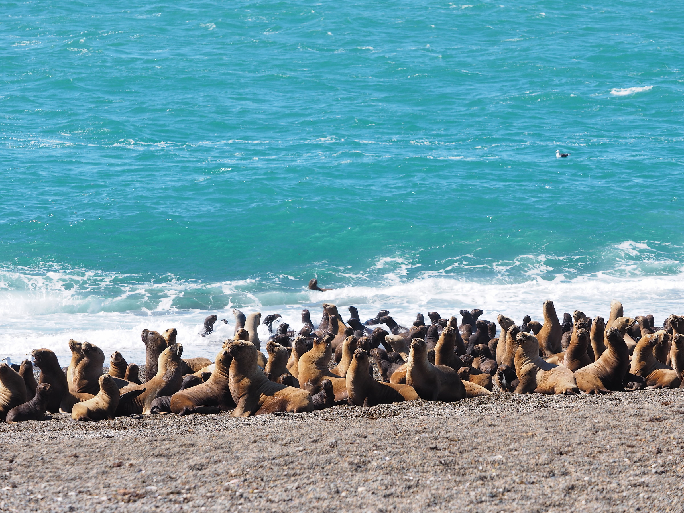 Punta Norte. Wild Bunch