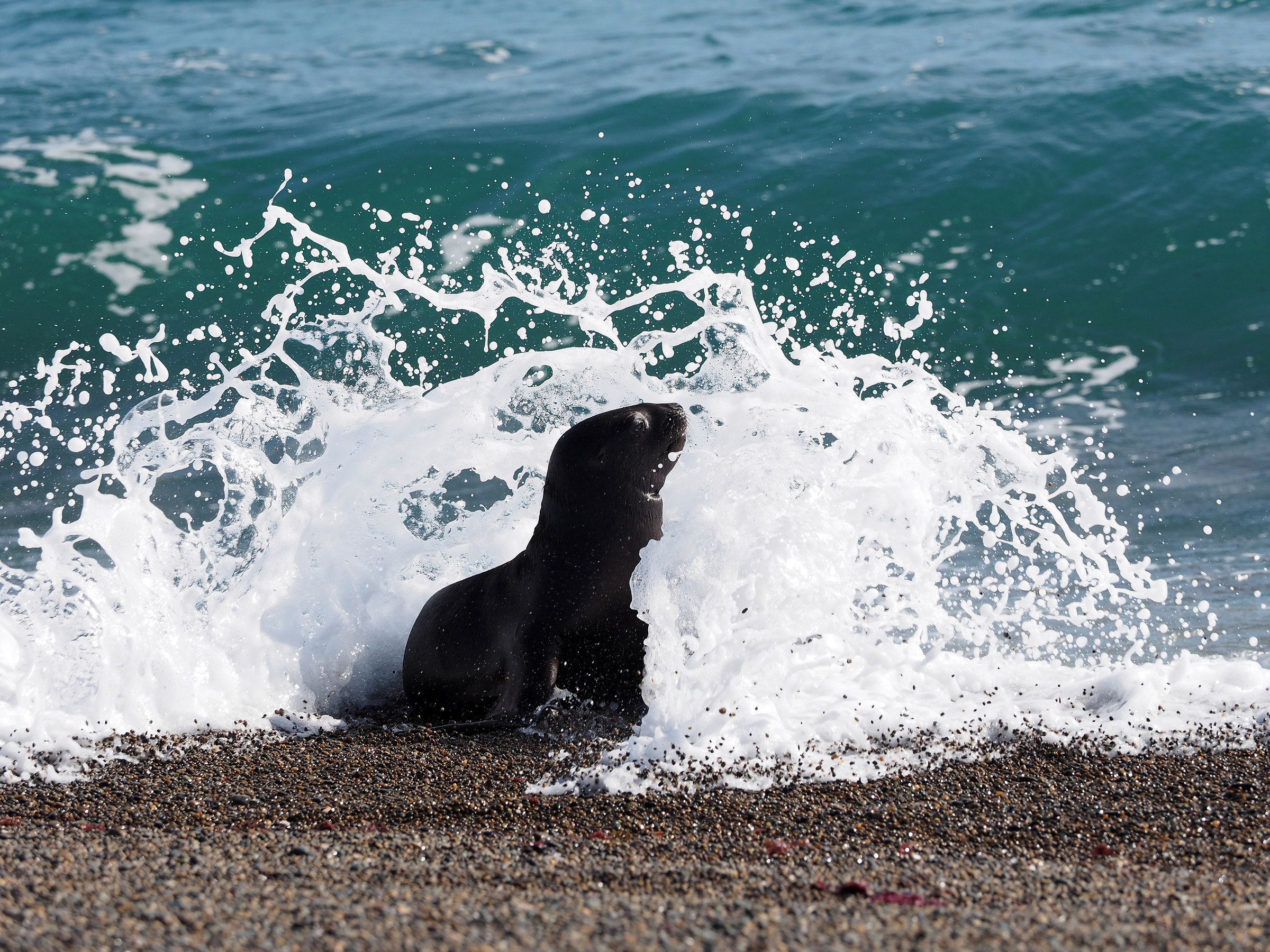 Punta Norte. sea ??lion cub