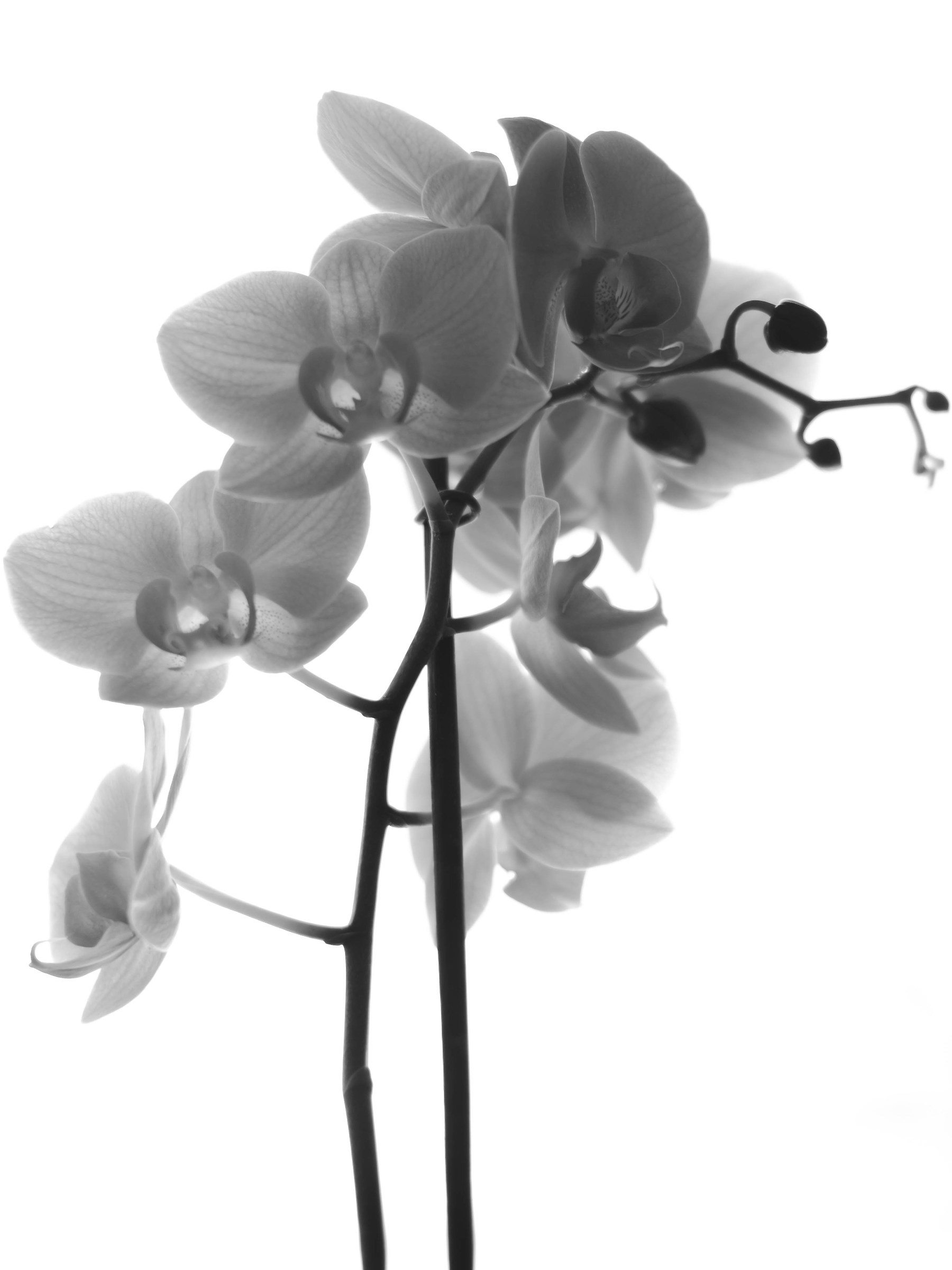 Orchid B / N