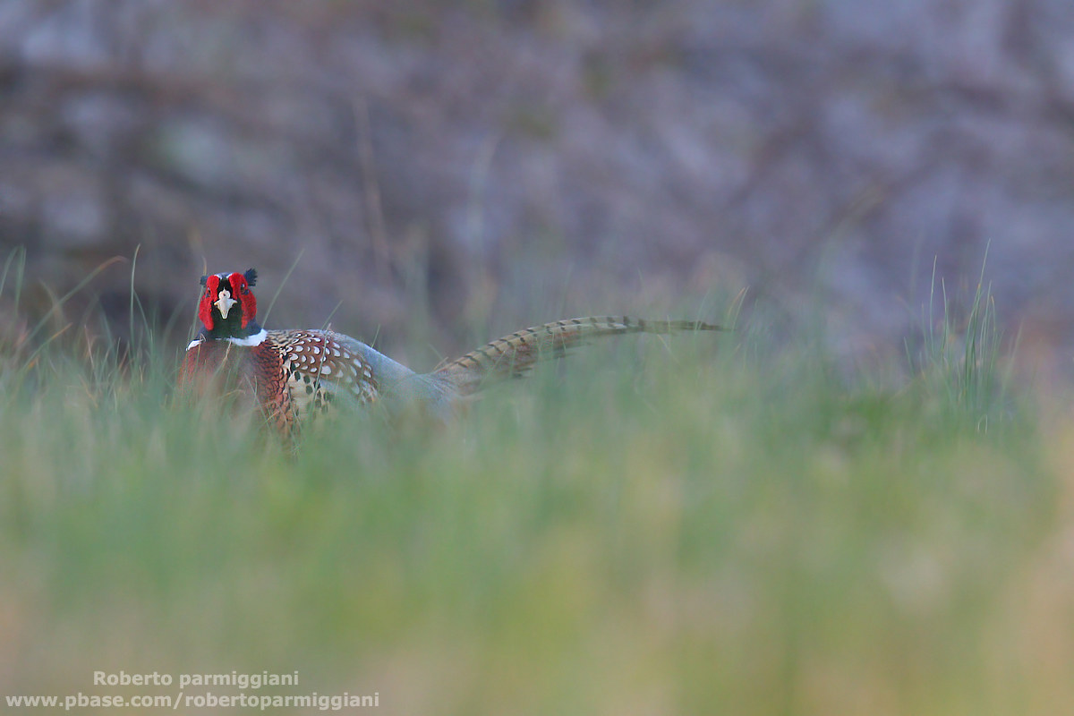 Tavolozza primaverile