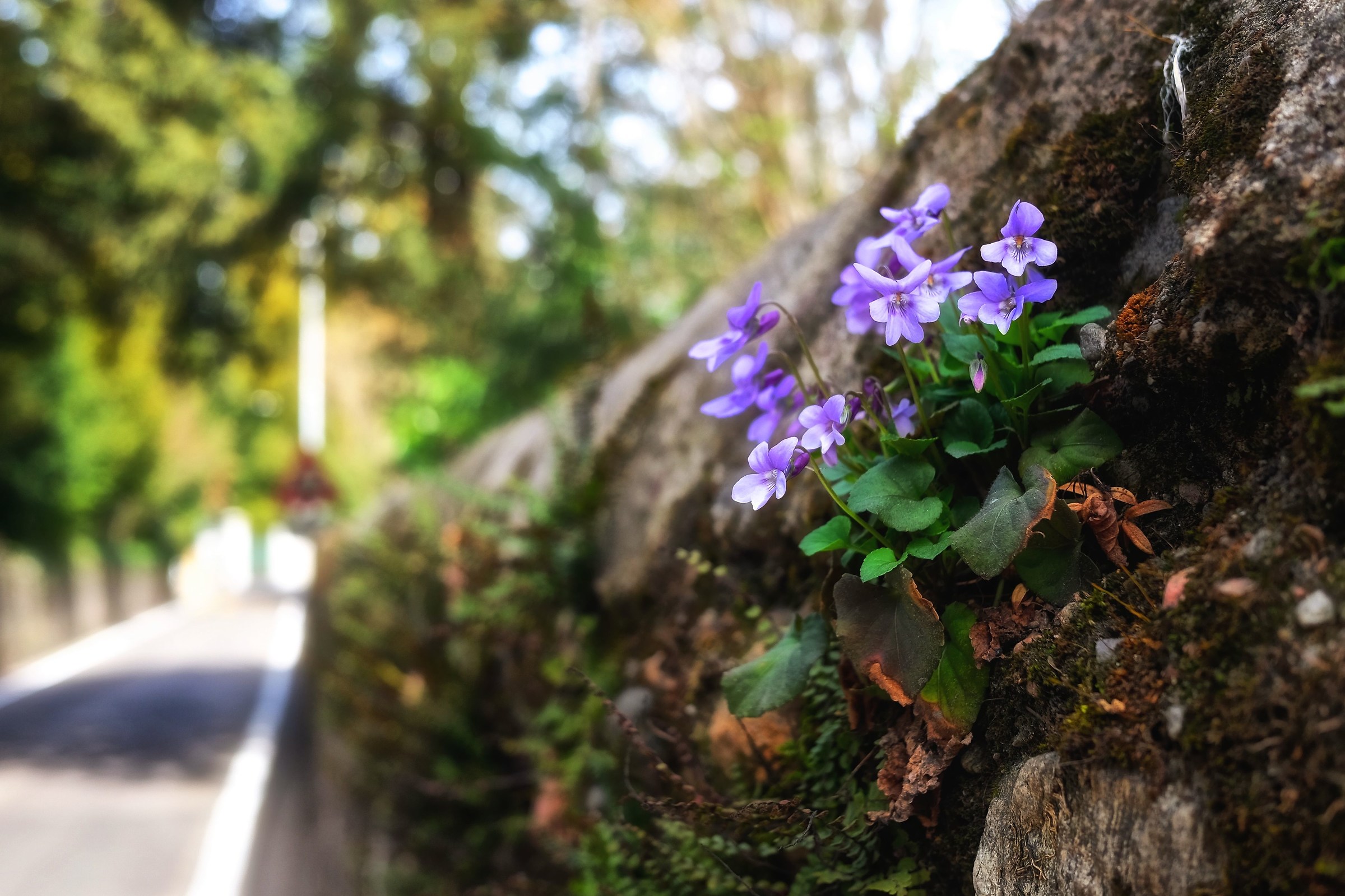 Fiori lungo la strada