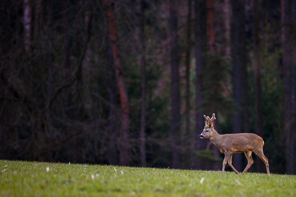 cervi caprioli Rarità