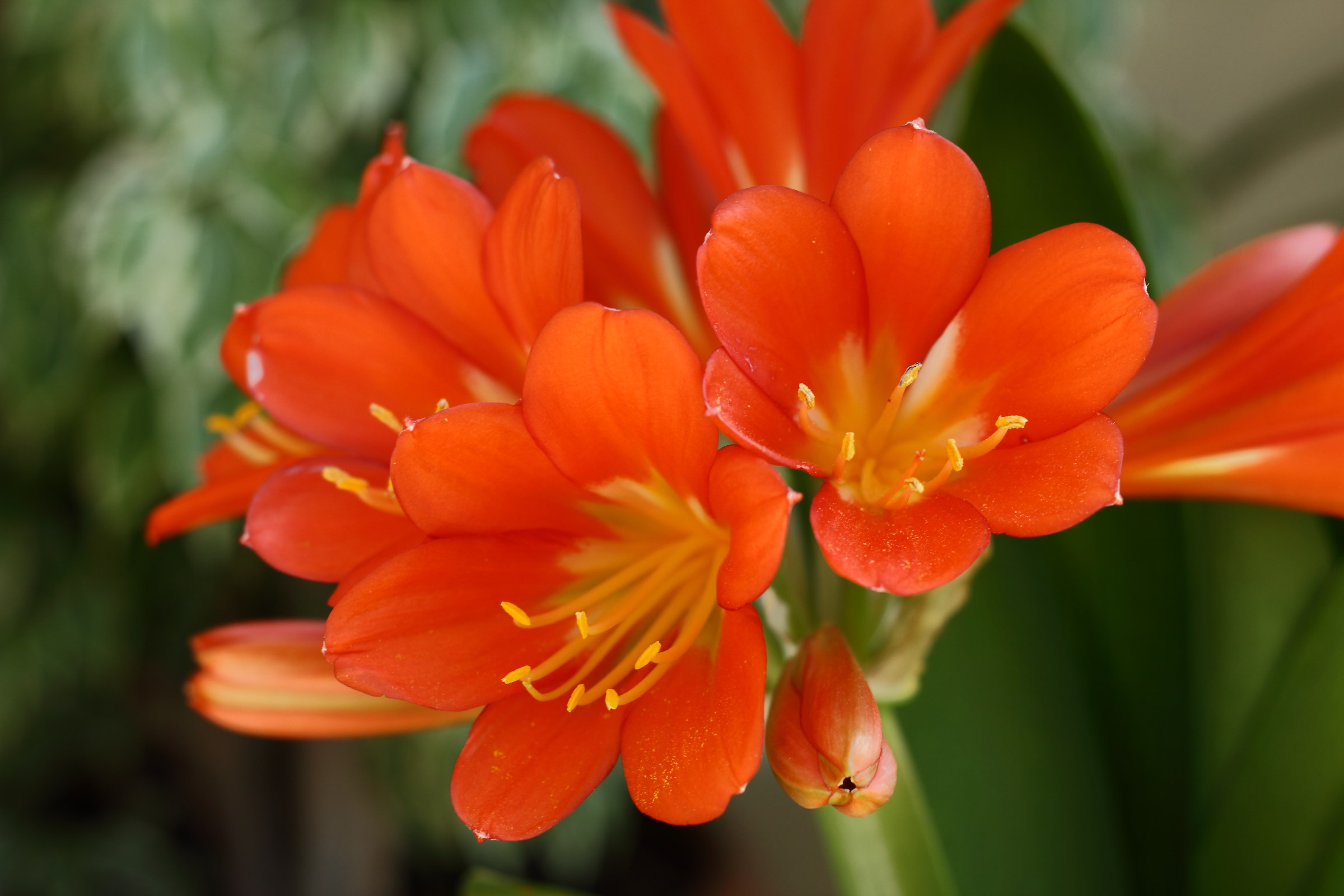 Clivia