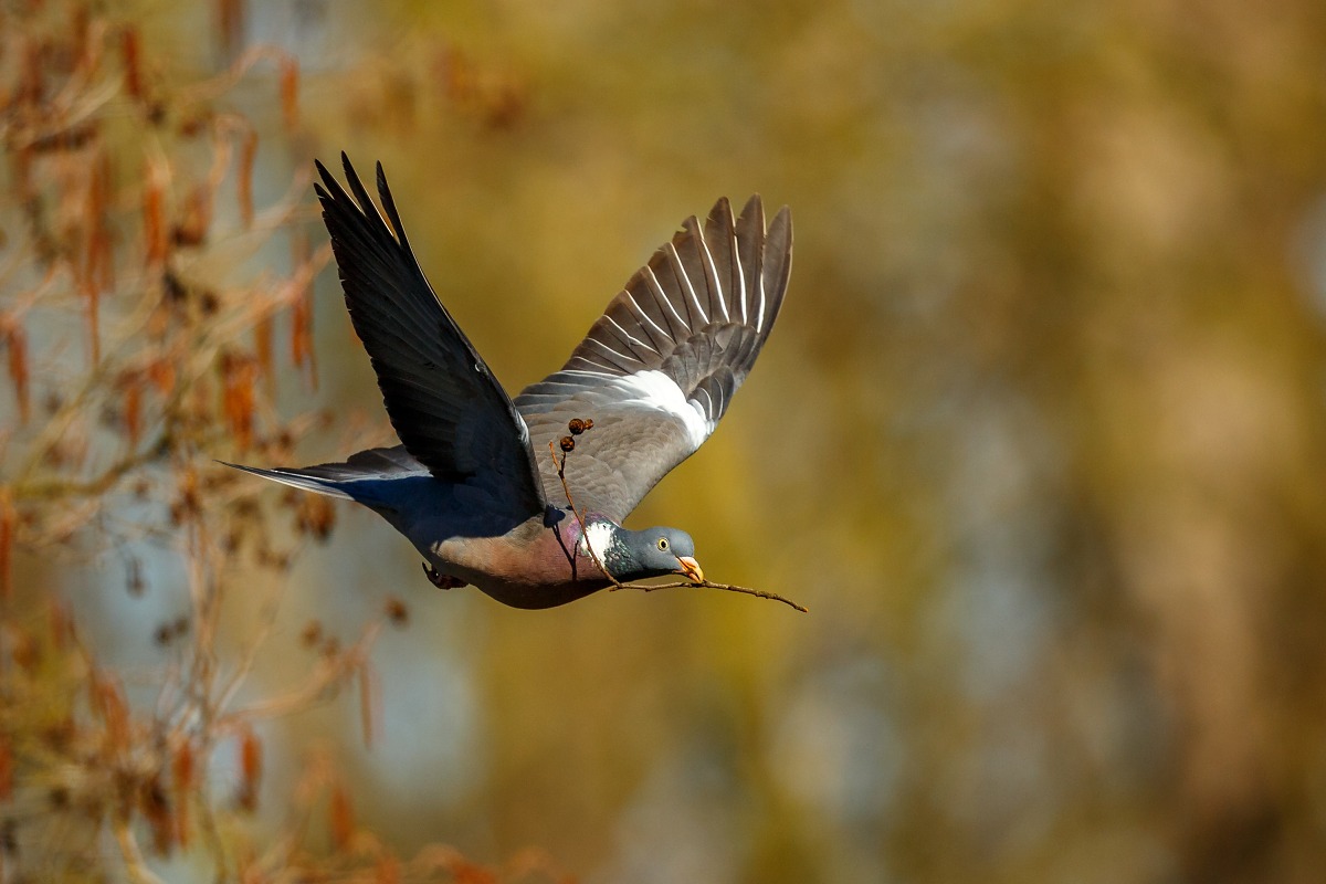 Colombaccio costruisce un nido