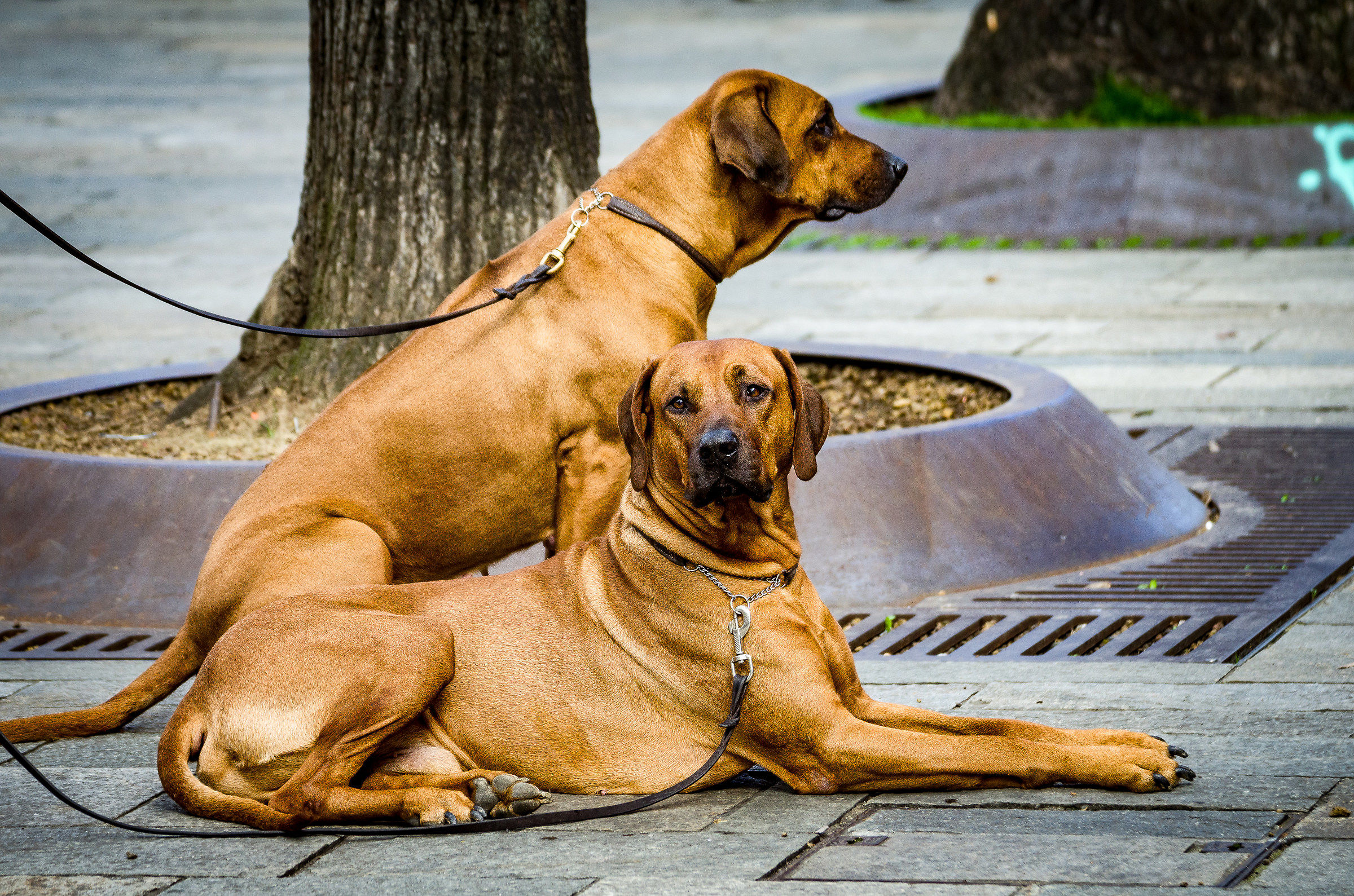 waiting for the master !!!