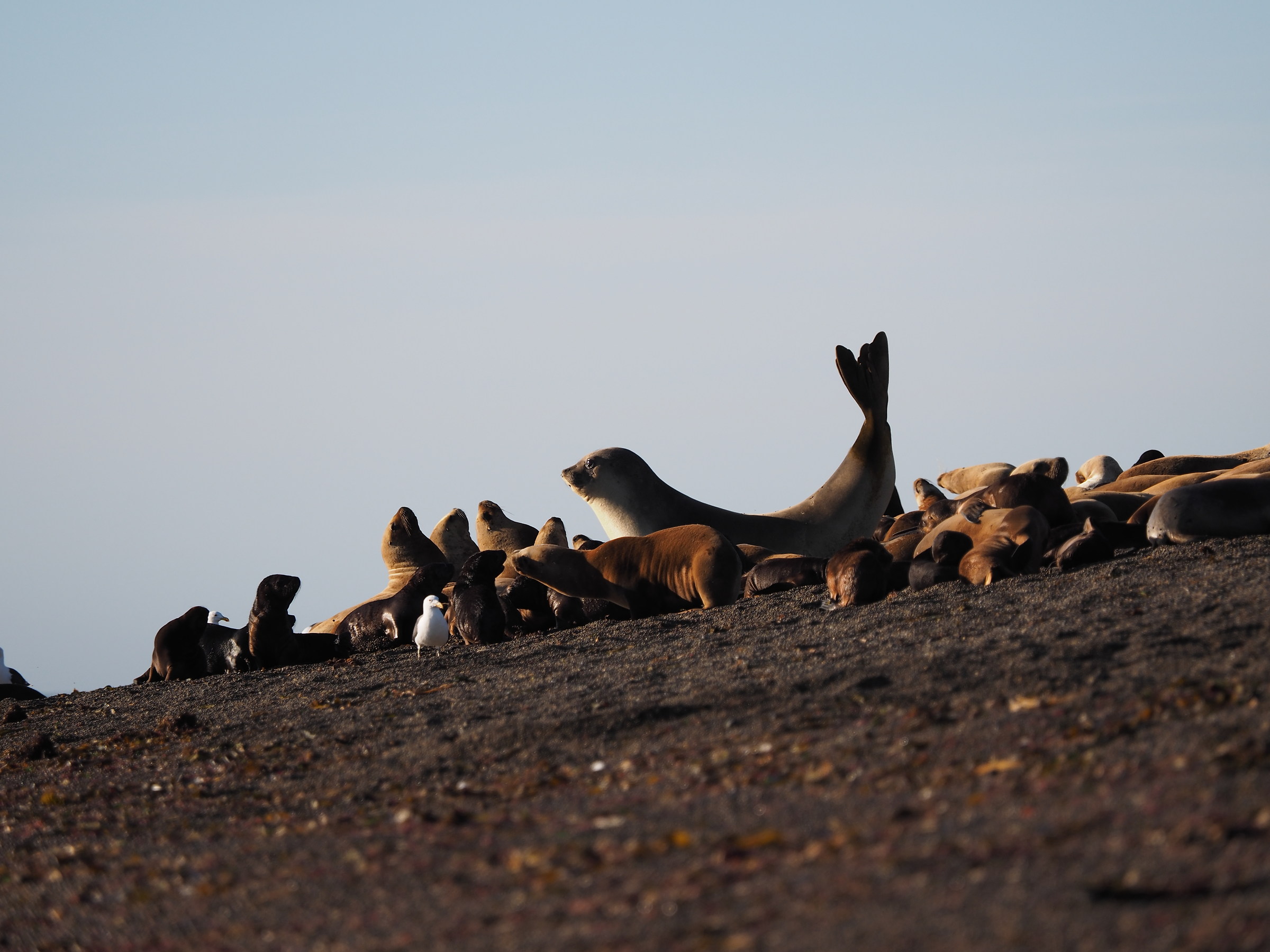 Young elephant seal