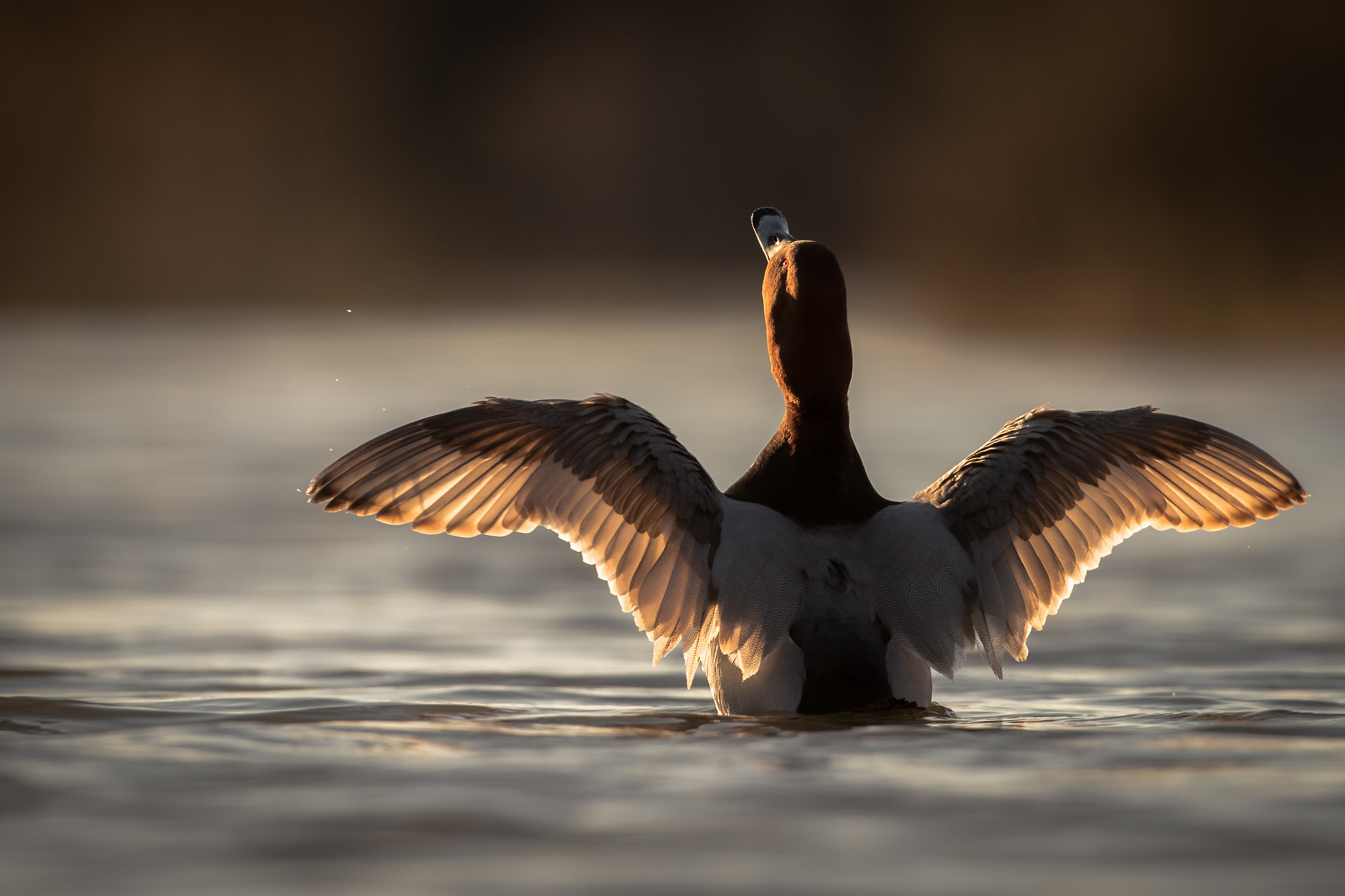 Pochard at sunset