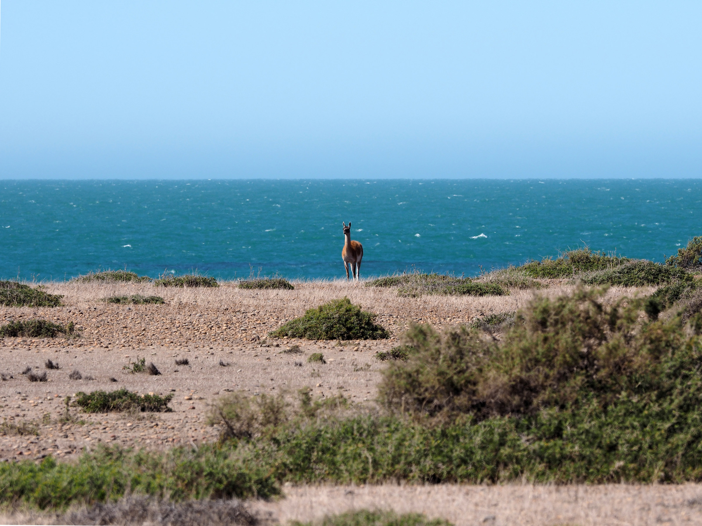 Punta Norte. Peninsula Valdes. Patagonia