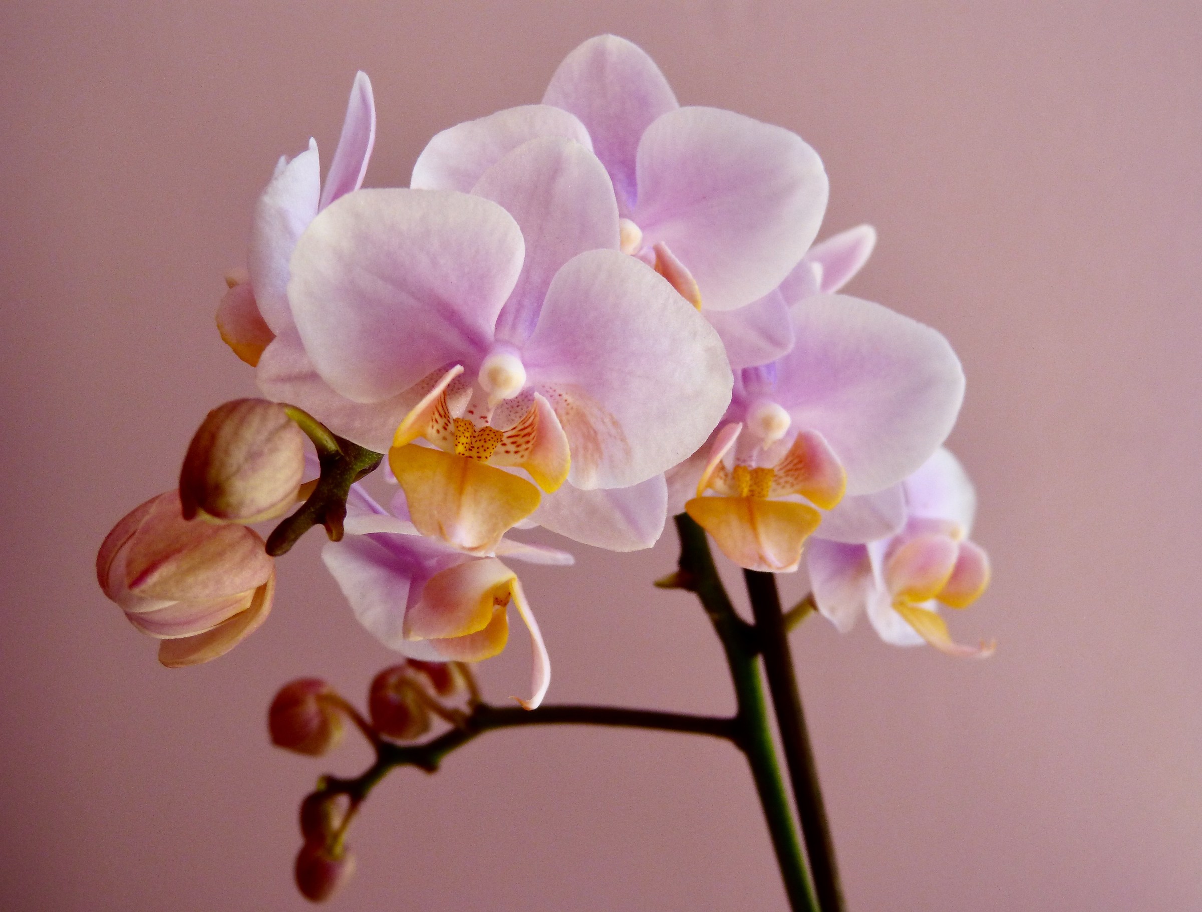 Phalaenopsis 3