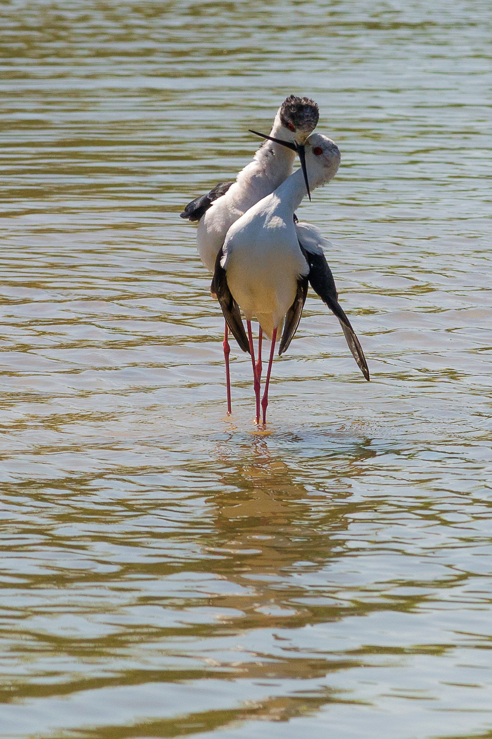Knights of Italy in love