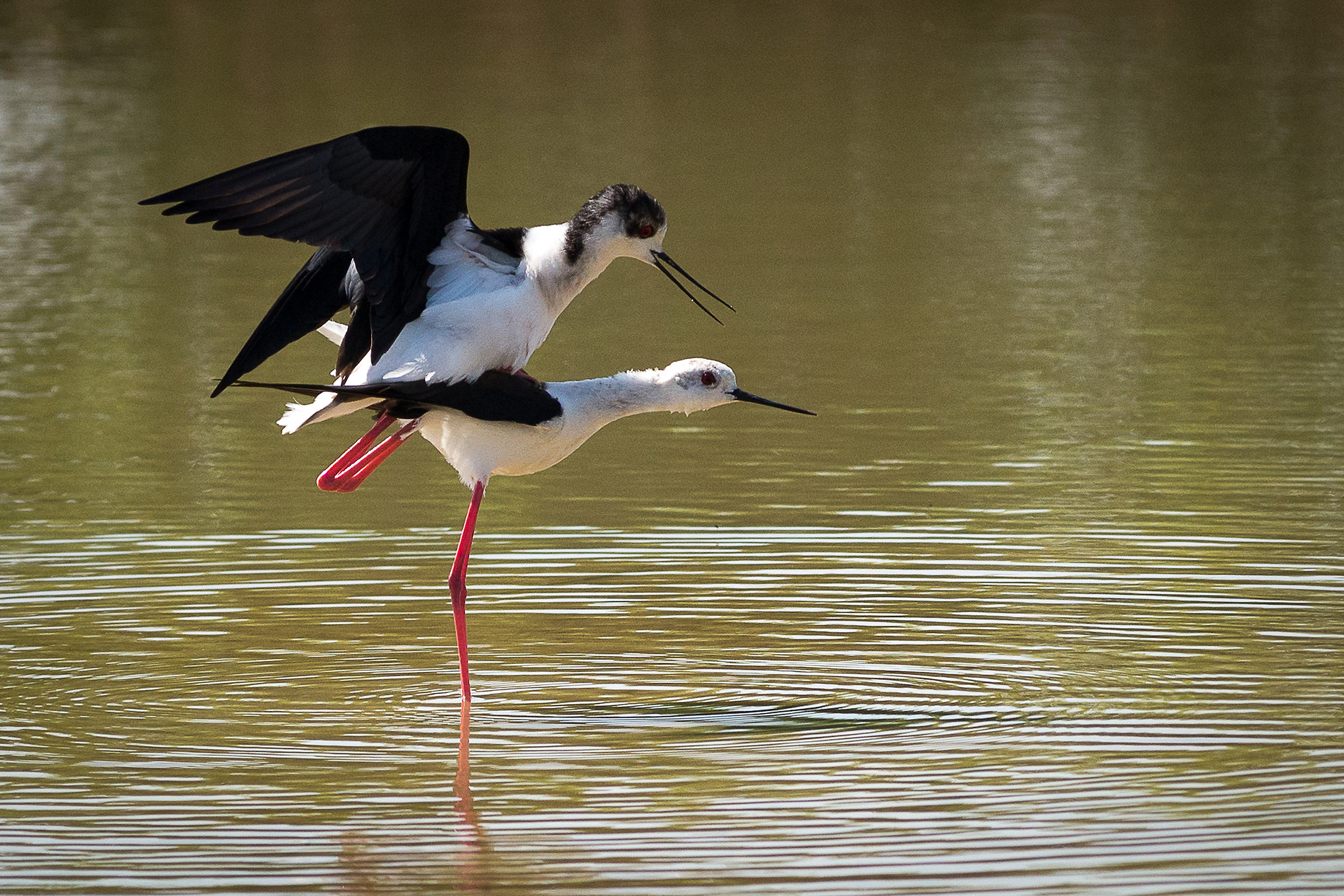 Knights of Italy in love