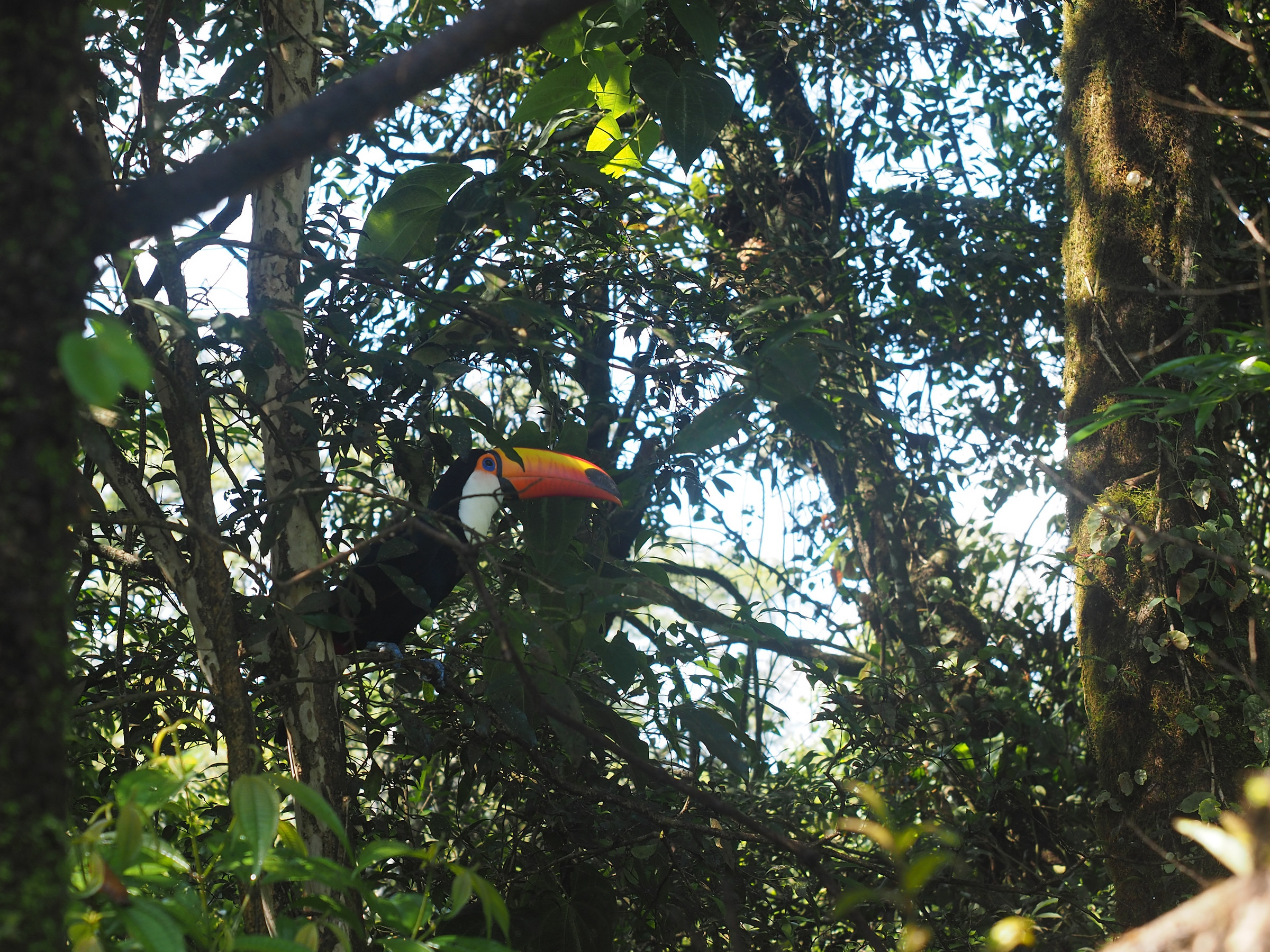 Iguassu. Toucan
