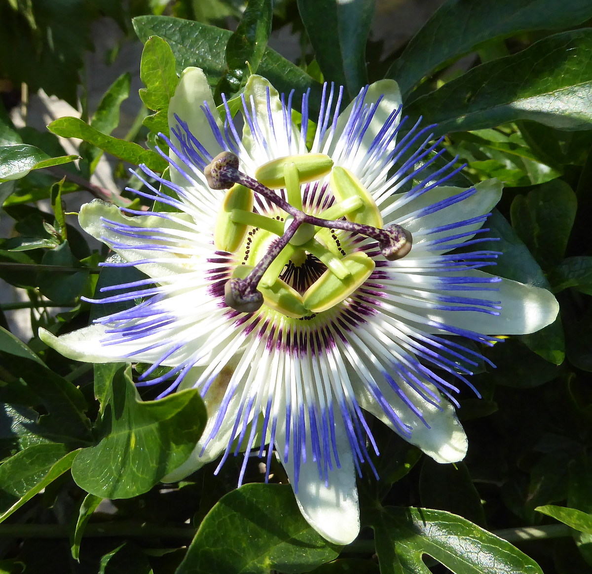 Passiflora caerulea