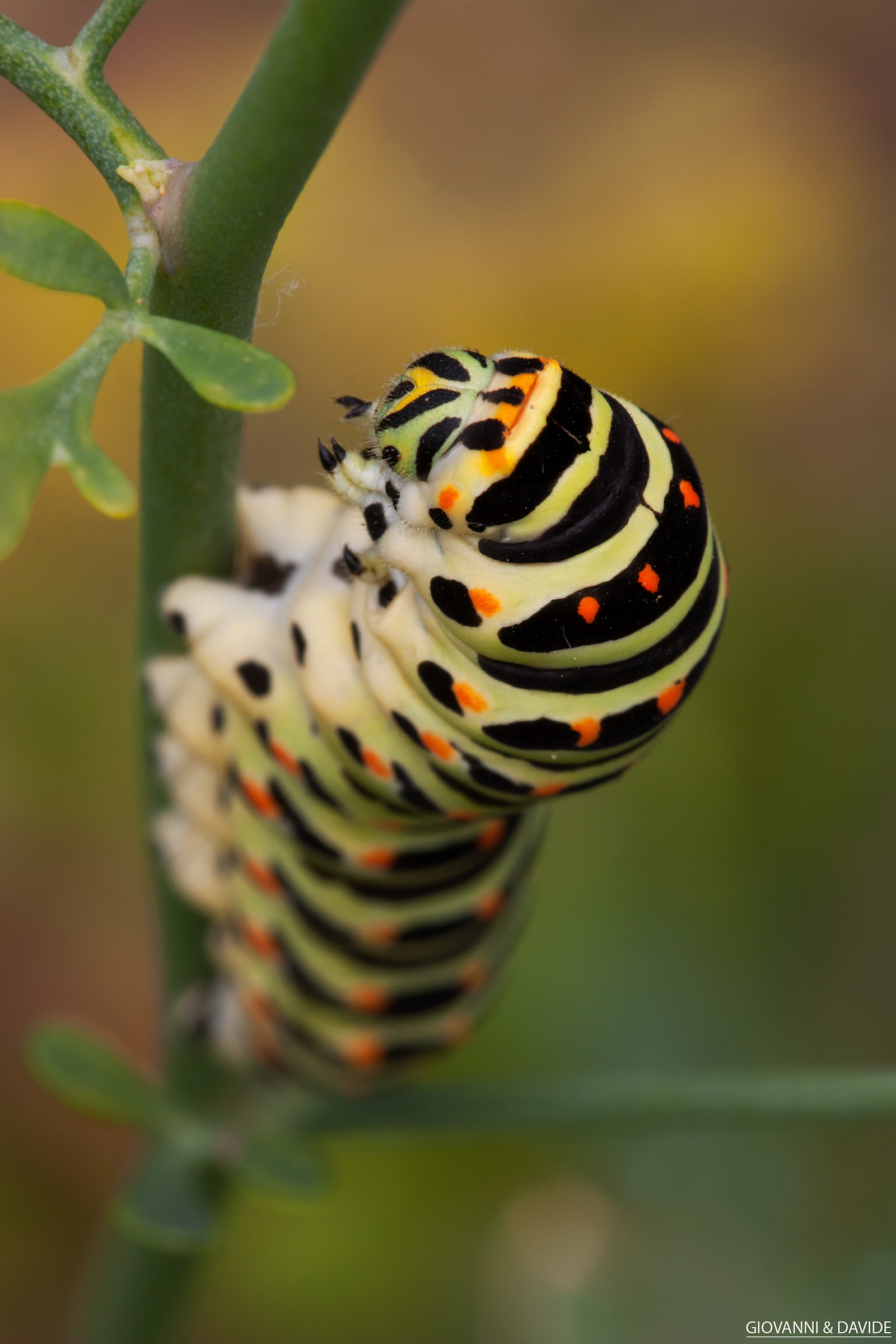 the colors of the swallowtail caterpillar
