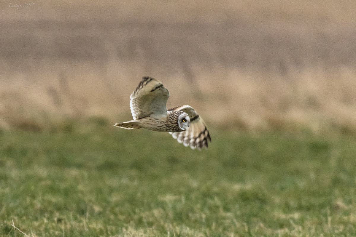 Breve gufo di palude