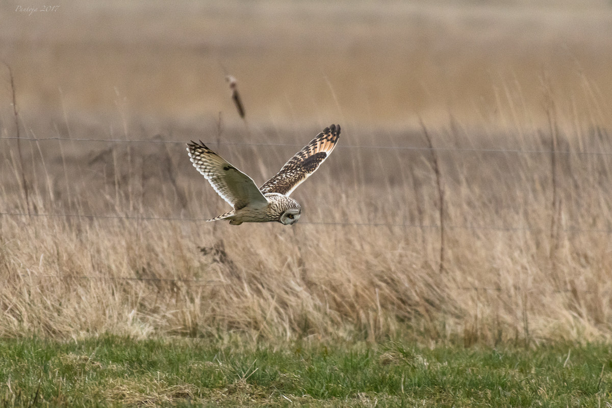 Breve gufo di palude