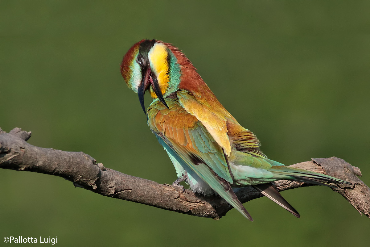 Waiting-eater (Merops apiaster)