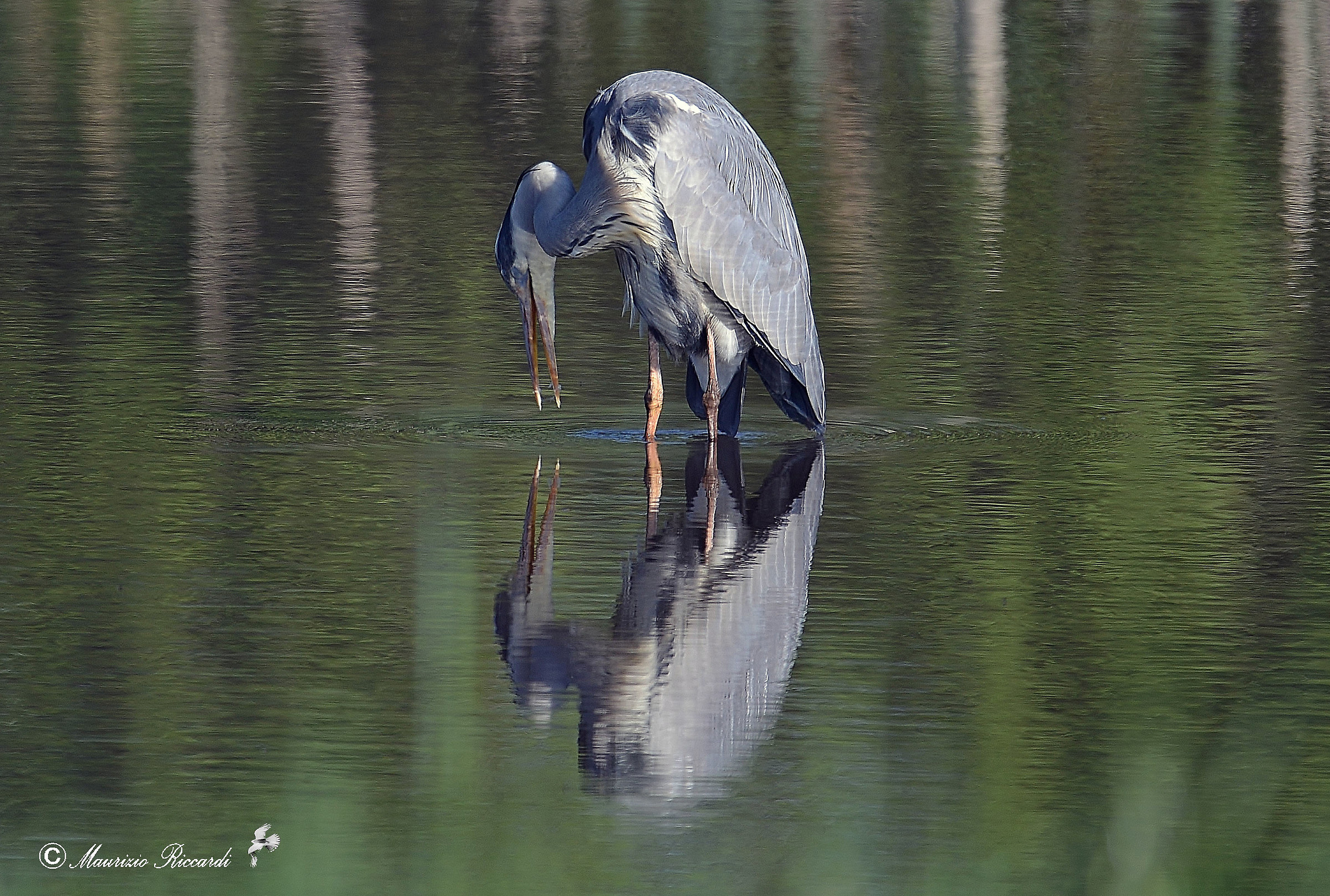 Gray Heron