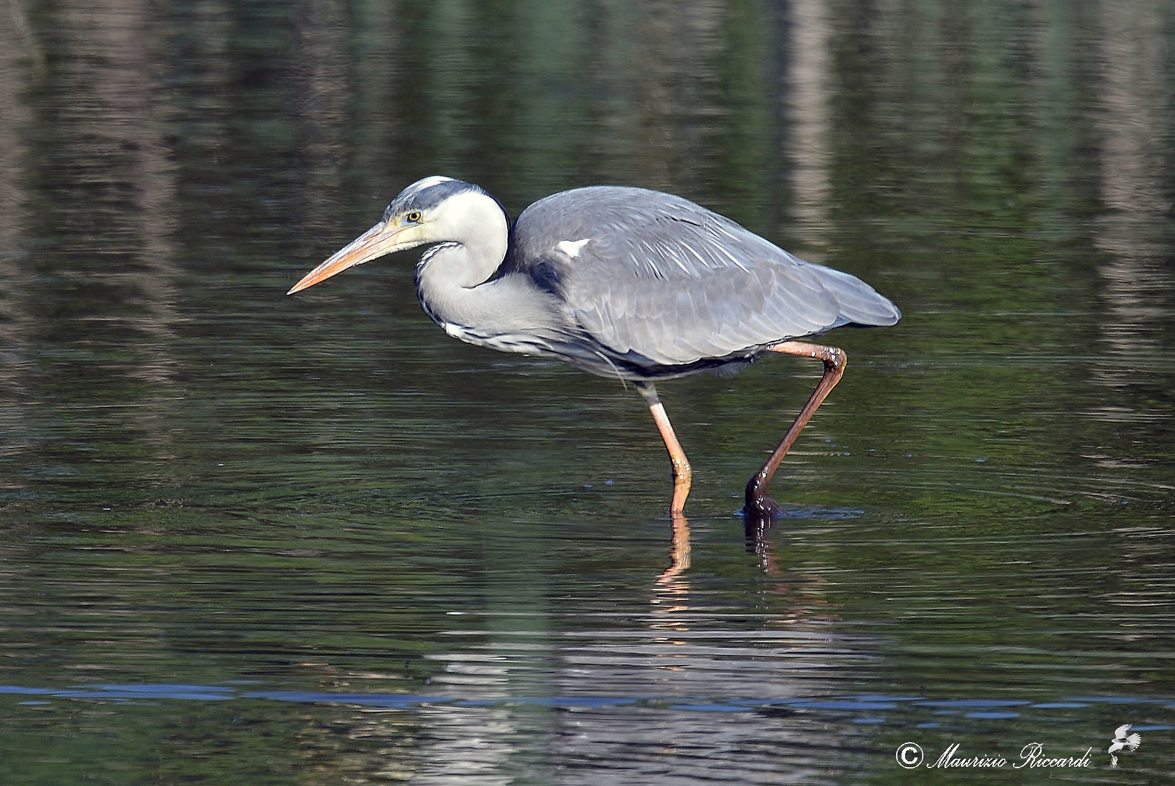 Gray Heron