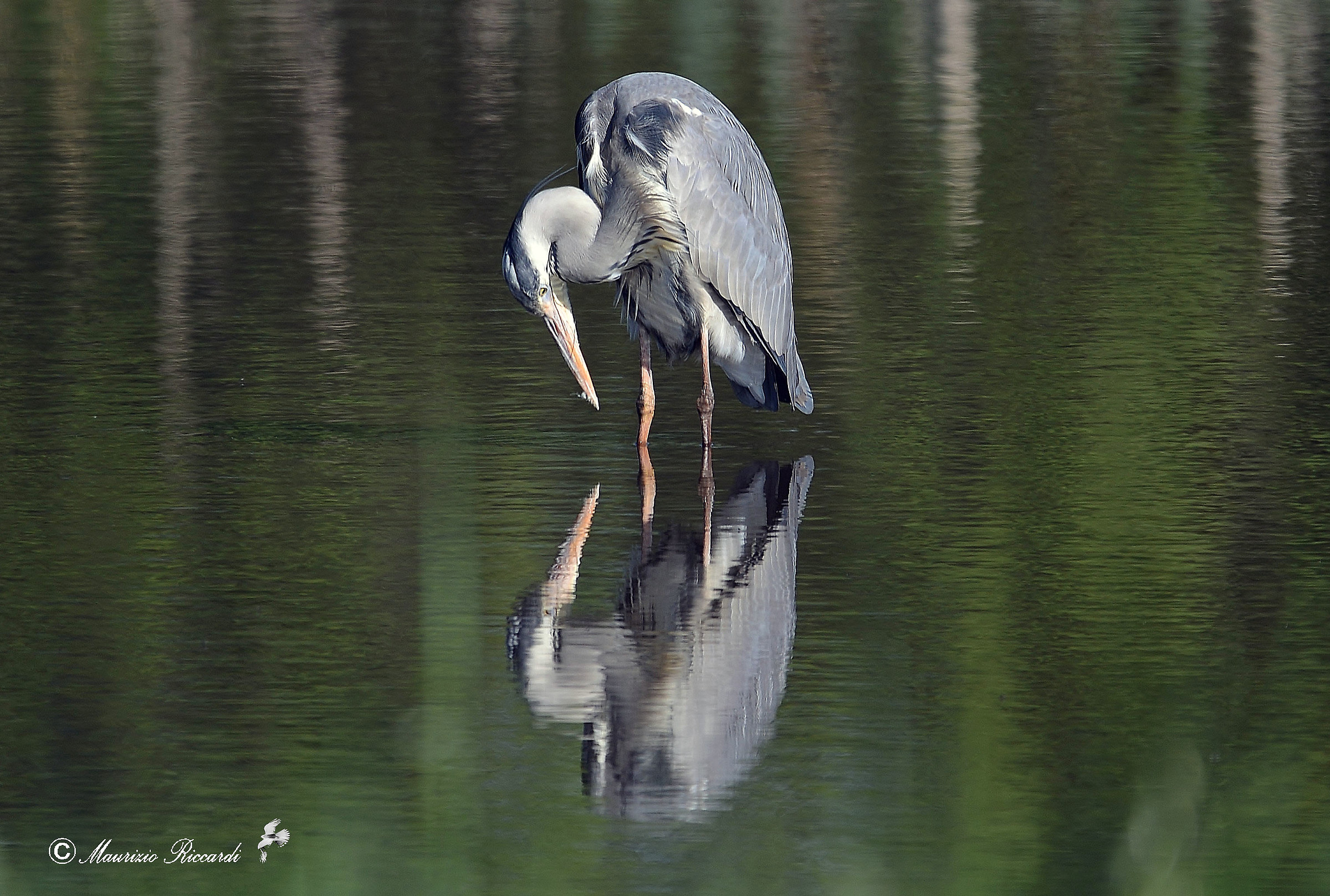 Gray Heron
