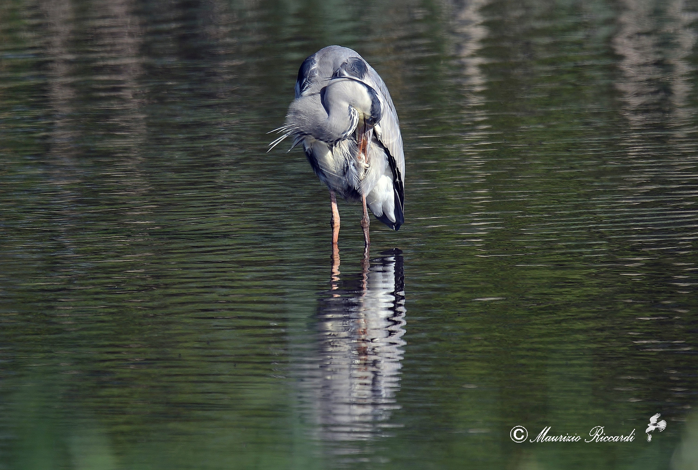 Gray Heron